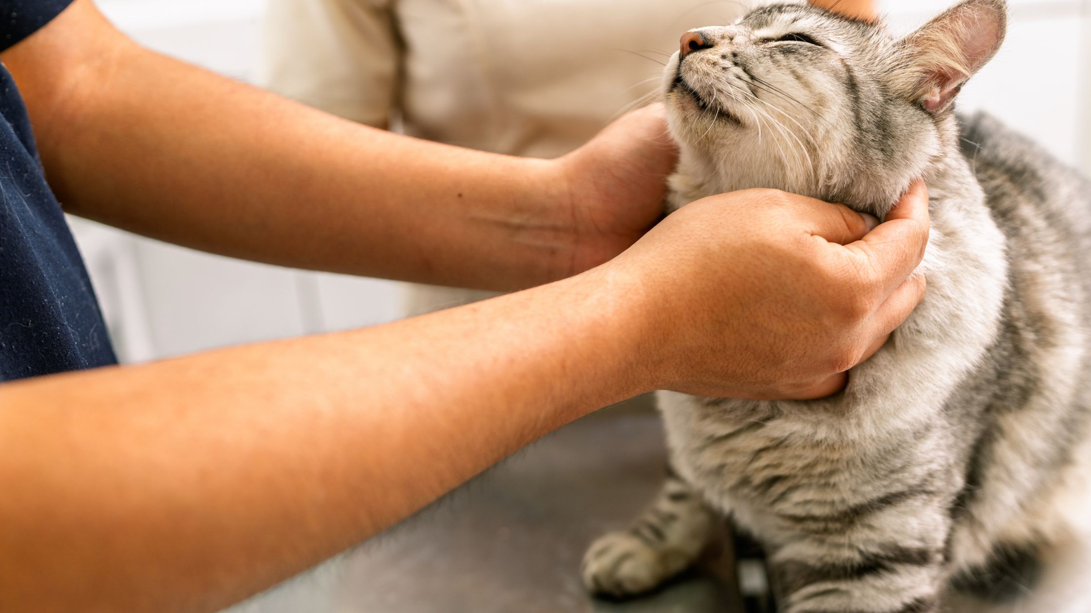 Waarom kunnen dierenartskosten hoog oplopen?