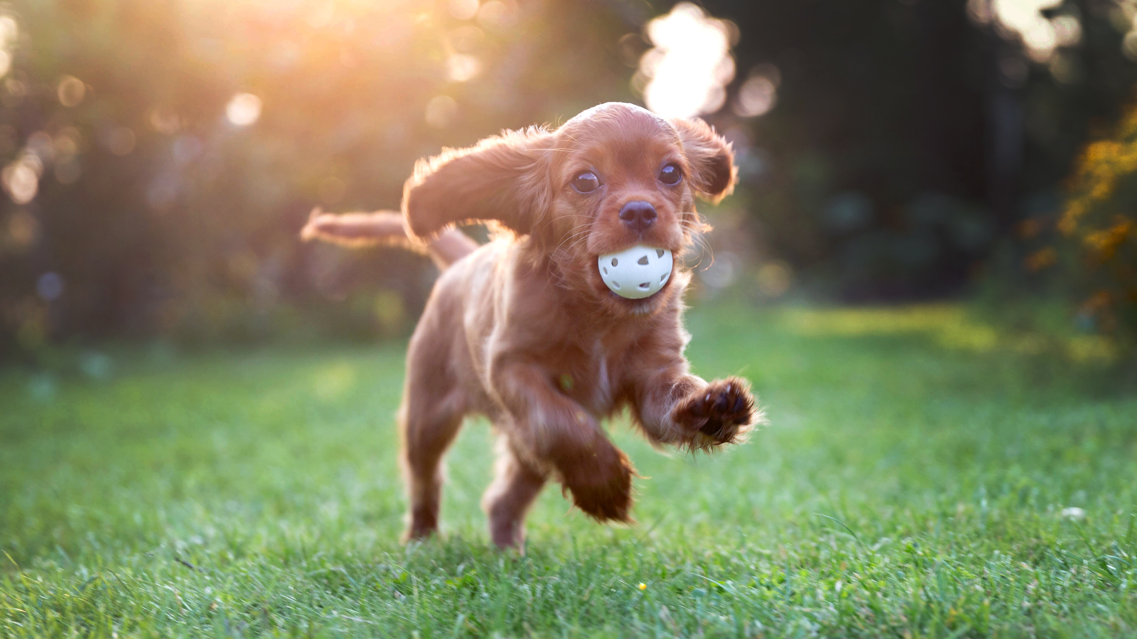 Wanneer worden puppy’s rustiger?