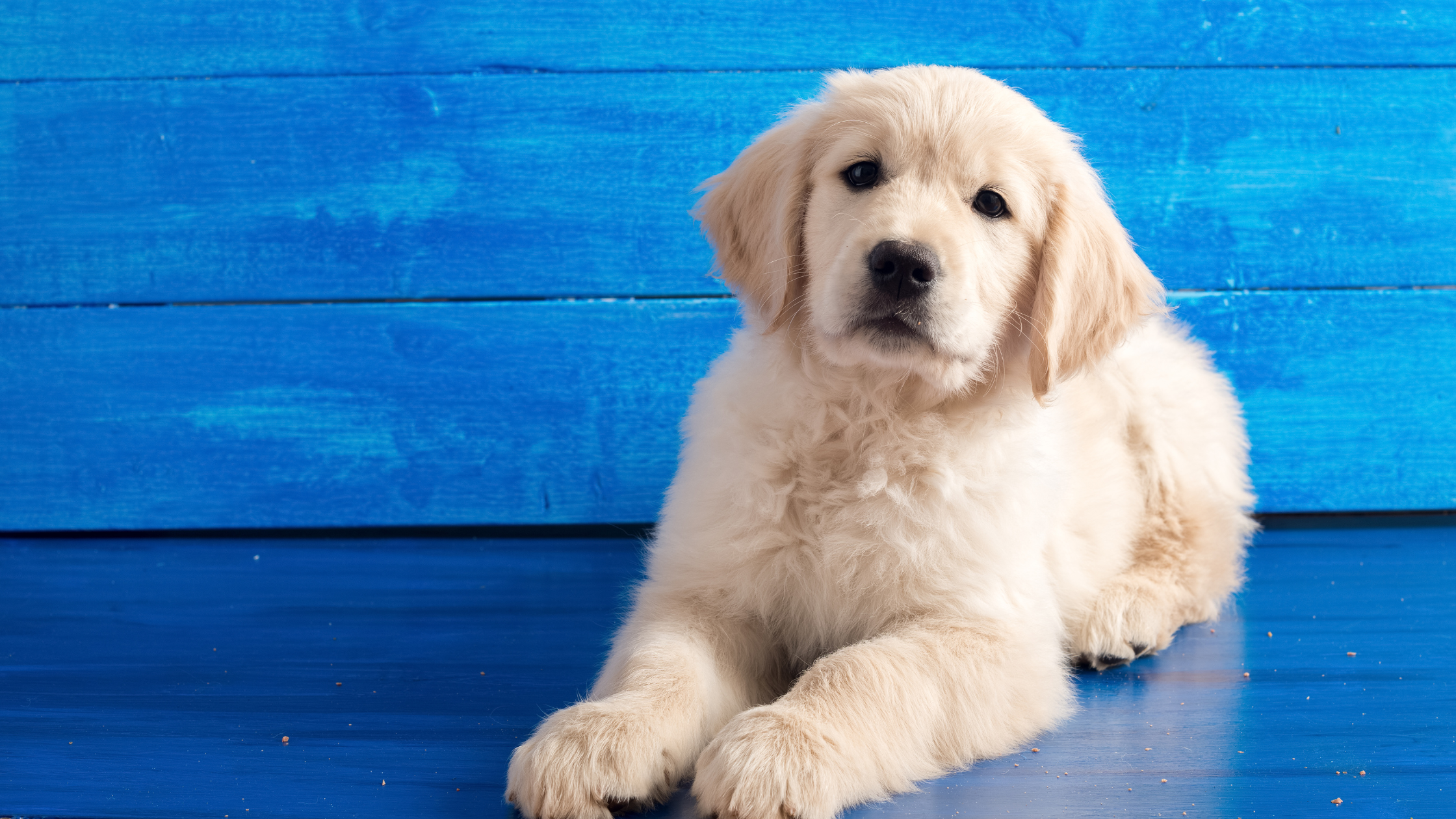 Wat is de groeicurve van mijn puppy?