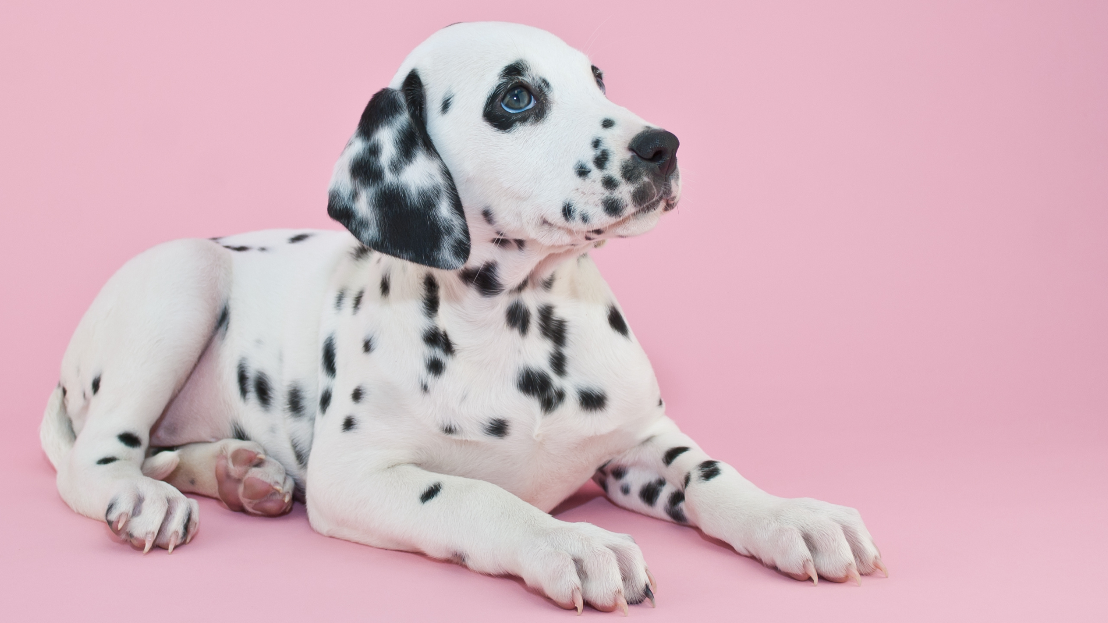 Een Dalmatiër puppy ligt tegen een roze achtergrond. PetSecur