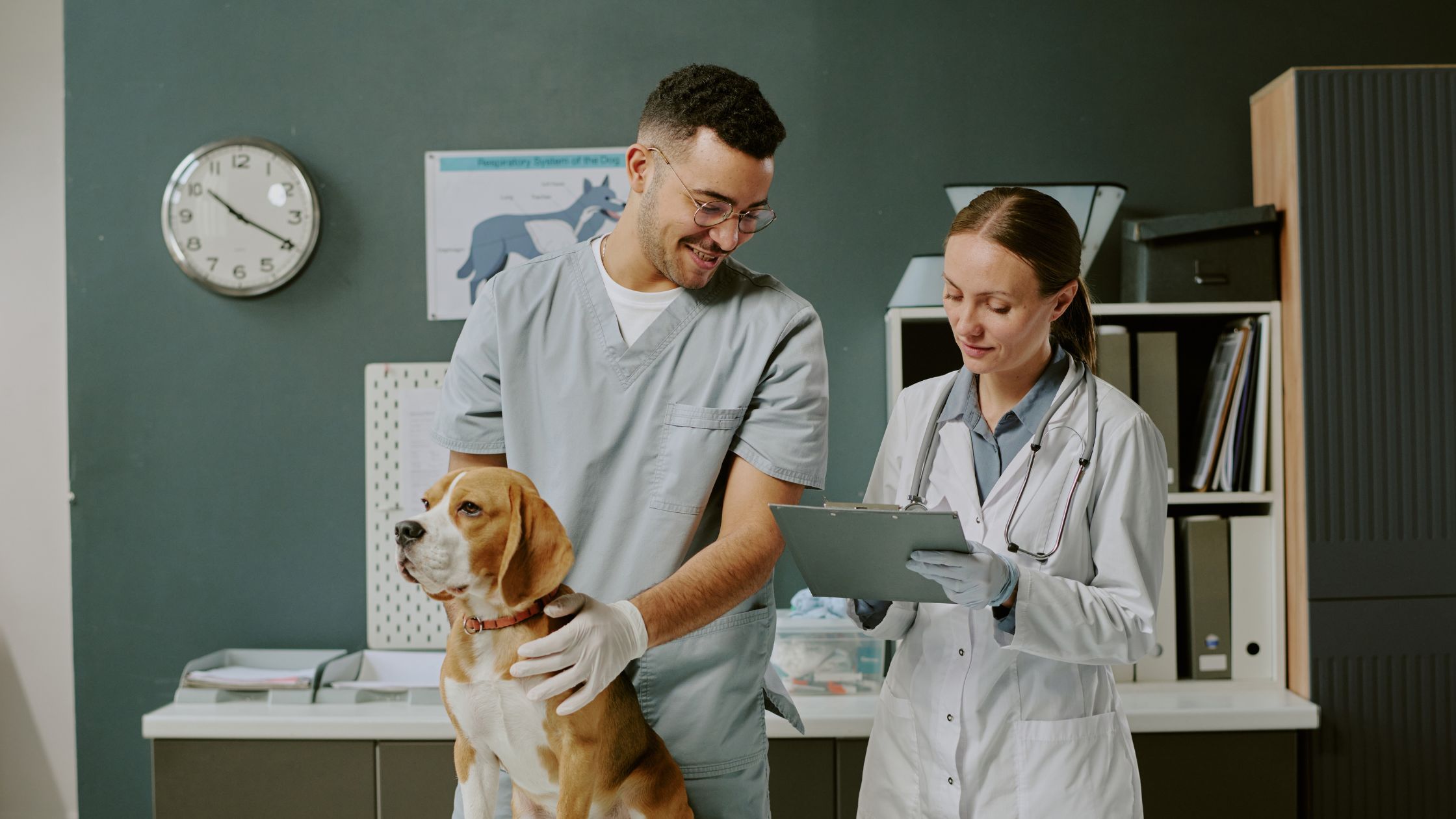 Wat is een zorgverzekering voor je hond en hoe werkt deze?