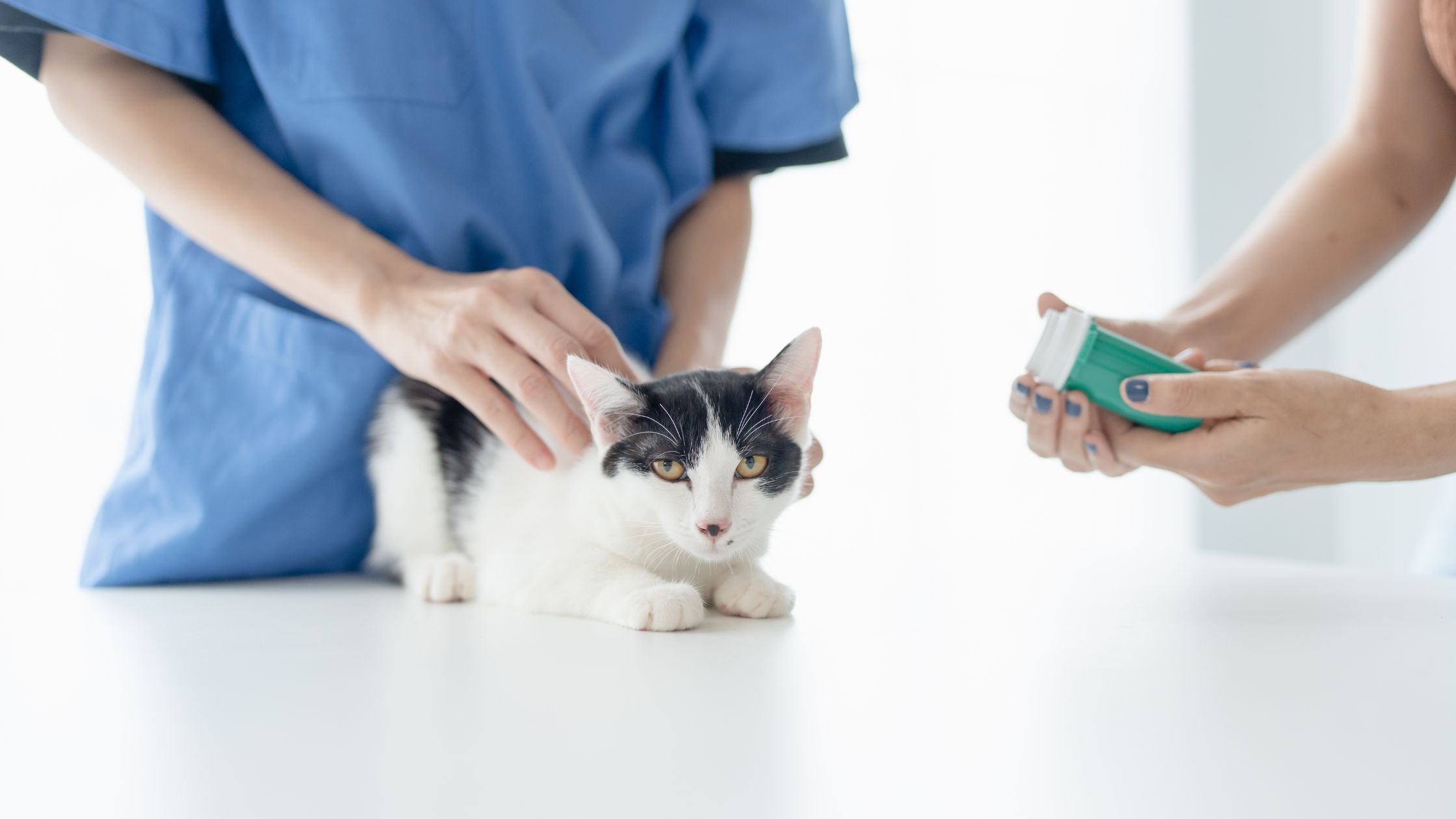 Zorgverzekering voor je kat PetSecur