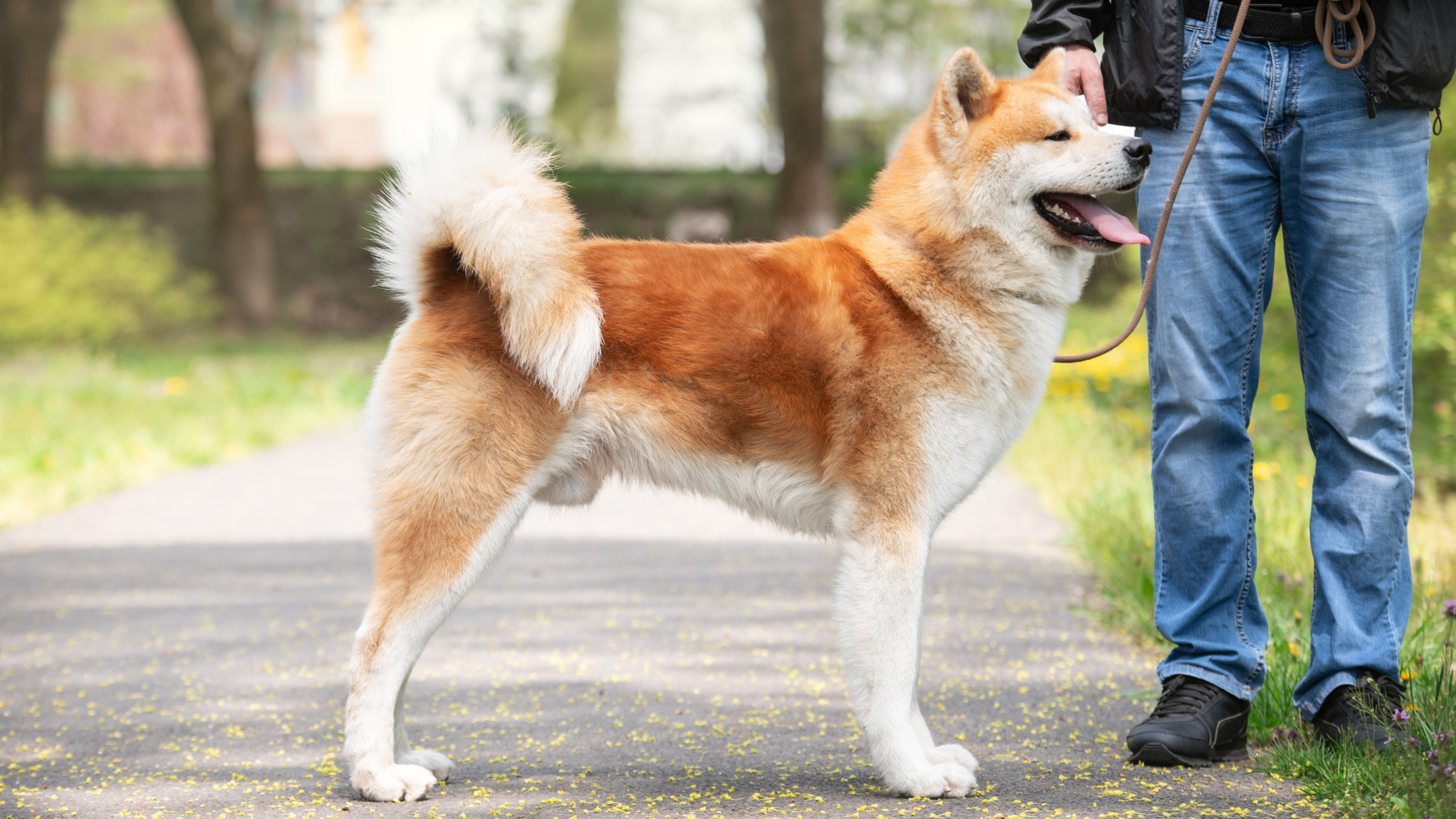 Wat kost een Akita?