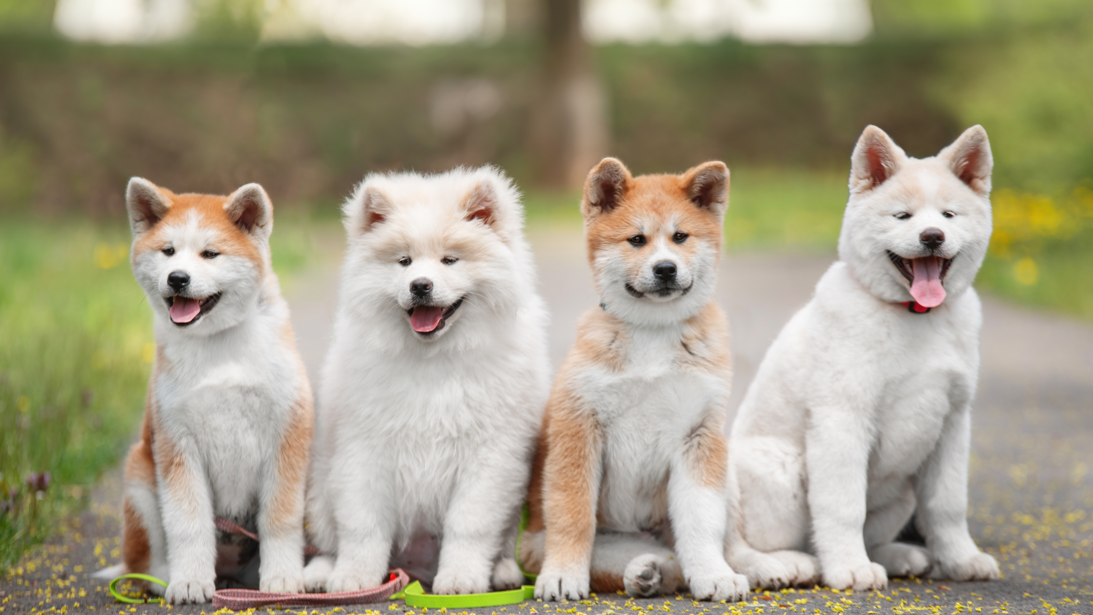 Vier Akita puppy's zitten op een rij. PetSecur