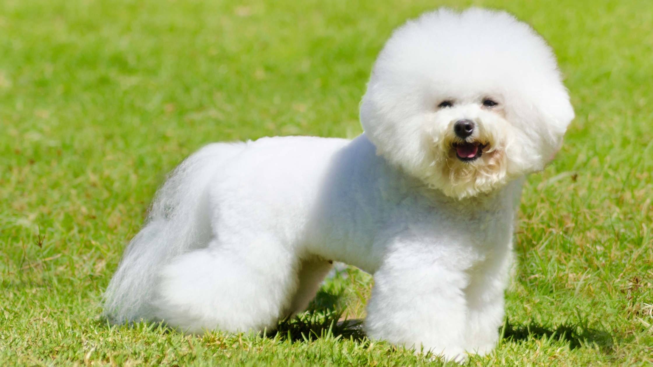 Wat kost een Bichon Frise?