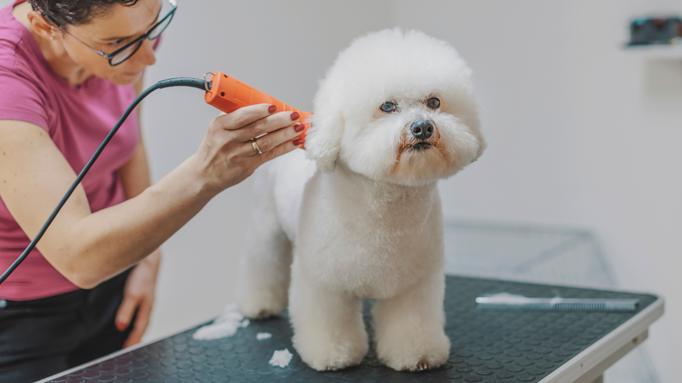 Een Bichon Frise bij de trimmer. PetSecur
