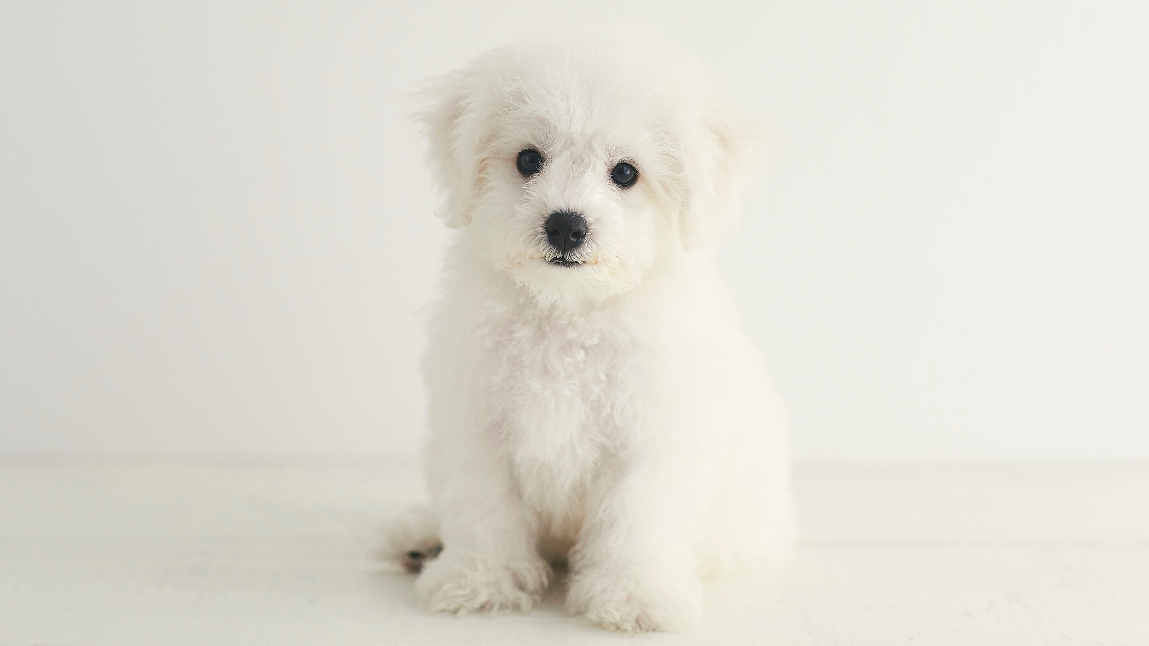 Een Bichon Frise puppy. PetSecur