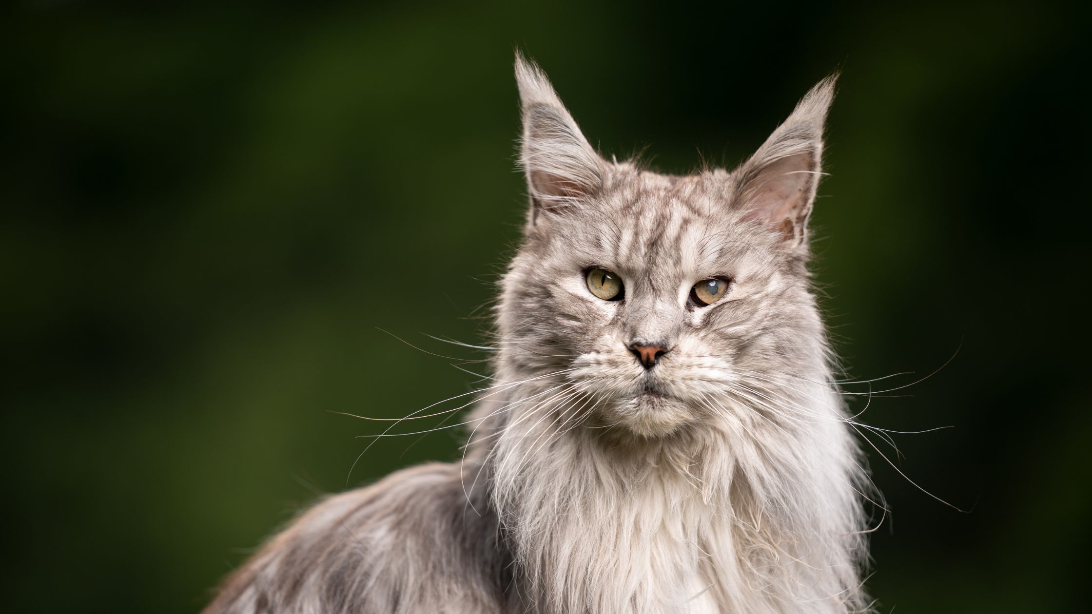 Wat kost een kat met stamboom?