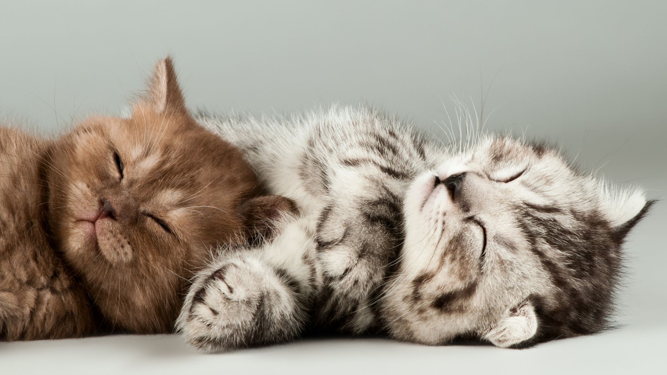 Hoeveel kost een kitten in 2026?
