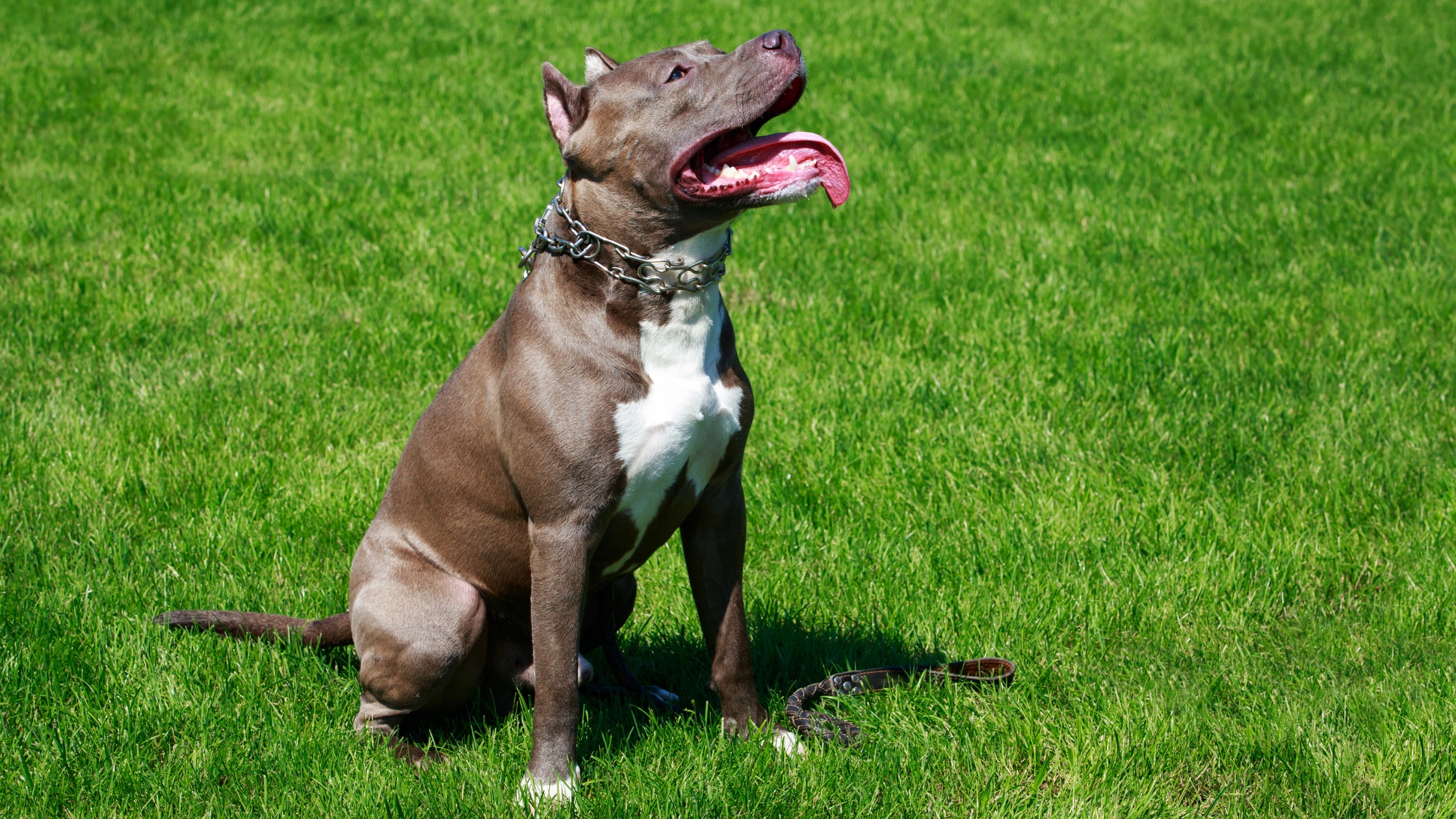 American Pit Bull Terrier. PetSecur