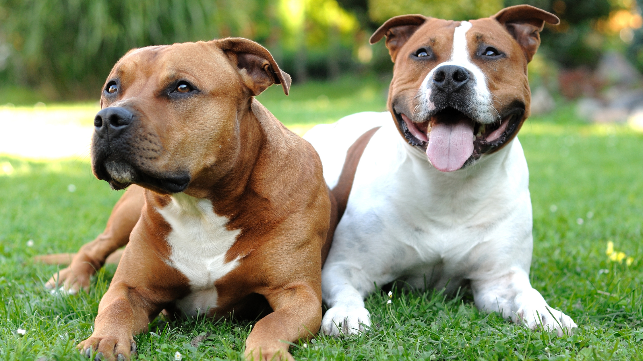American Staffordshire Terrier. PetSecur