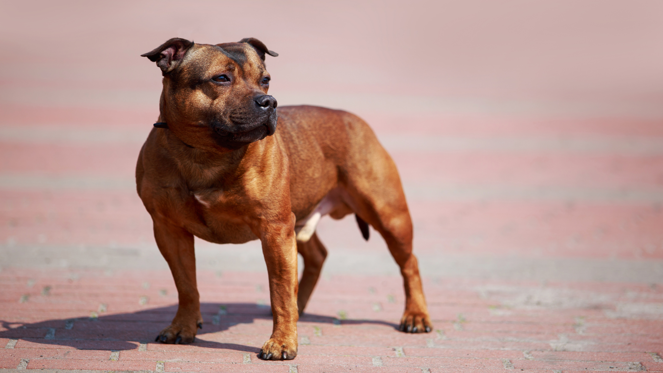 Staffordshire Bull Terrier. PetSecur