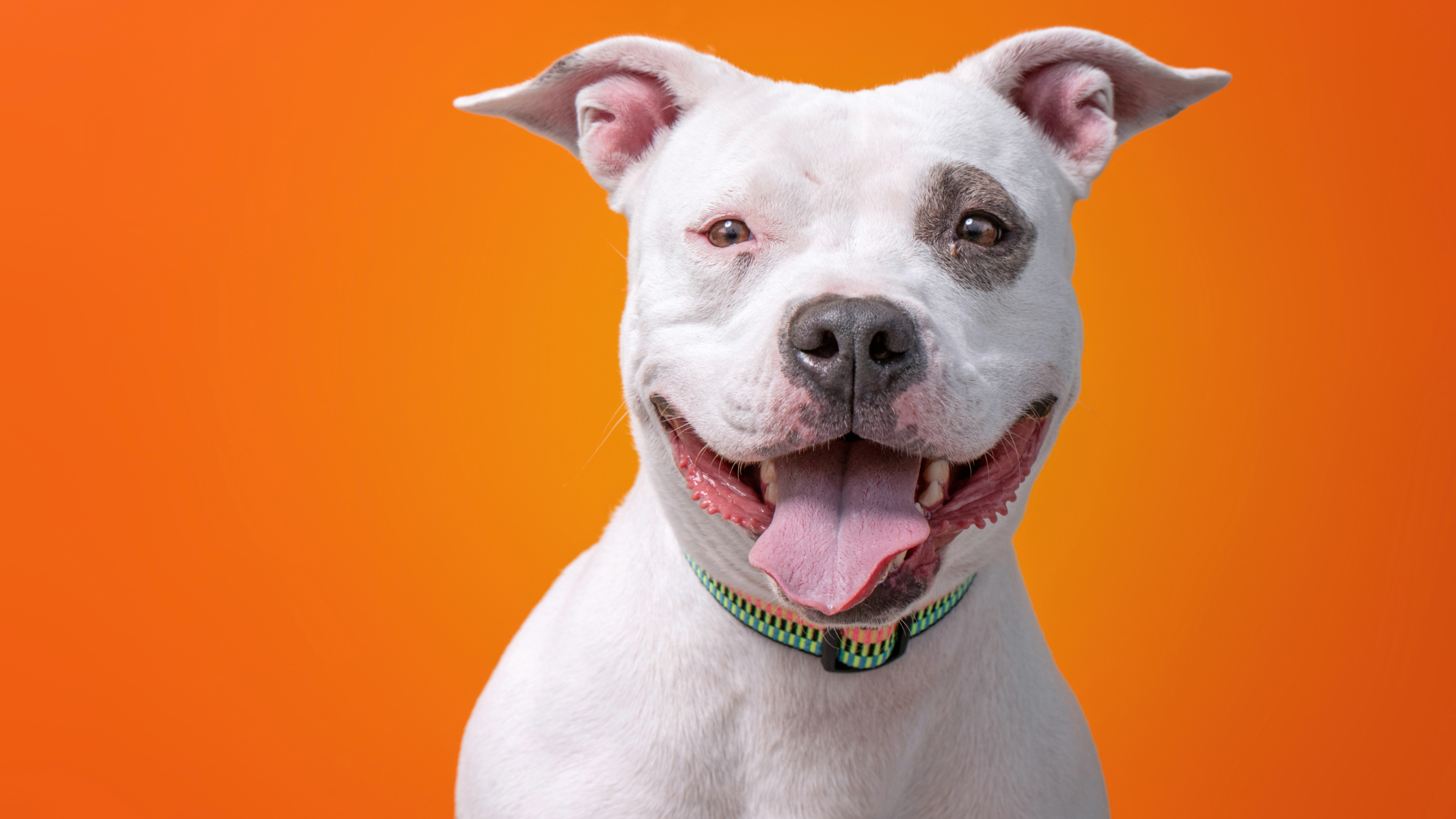 Wat kost een Pitbull?