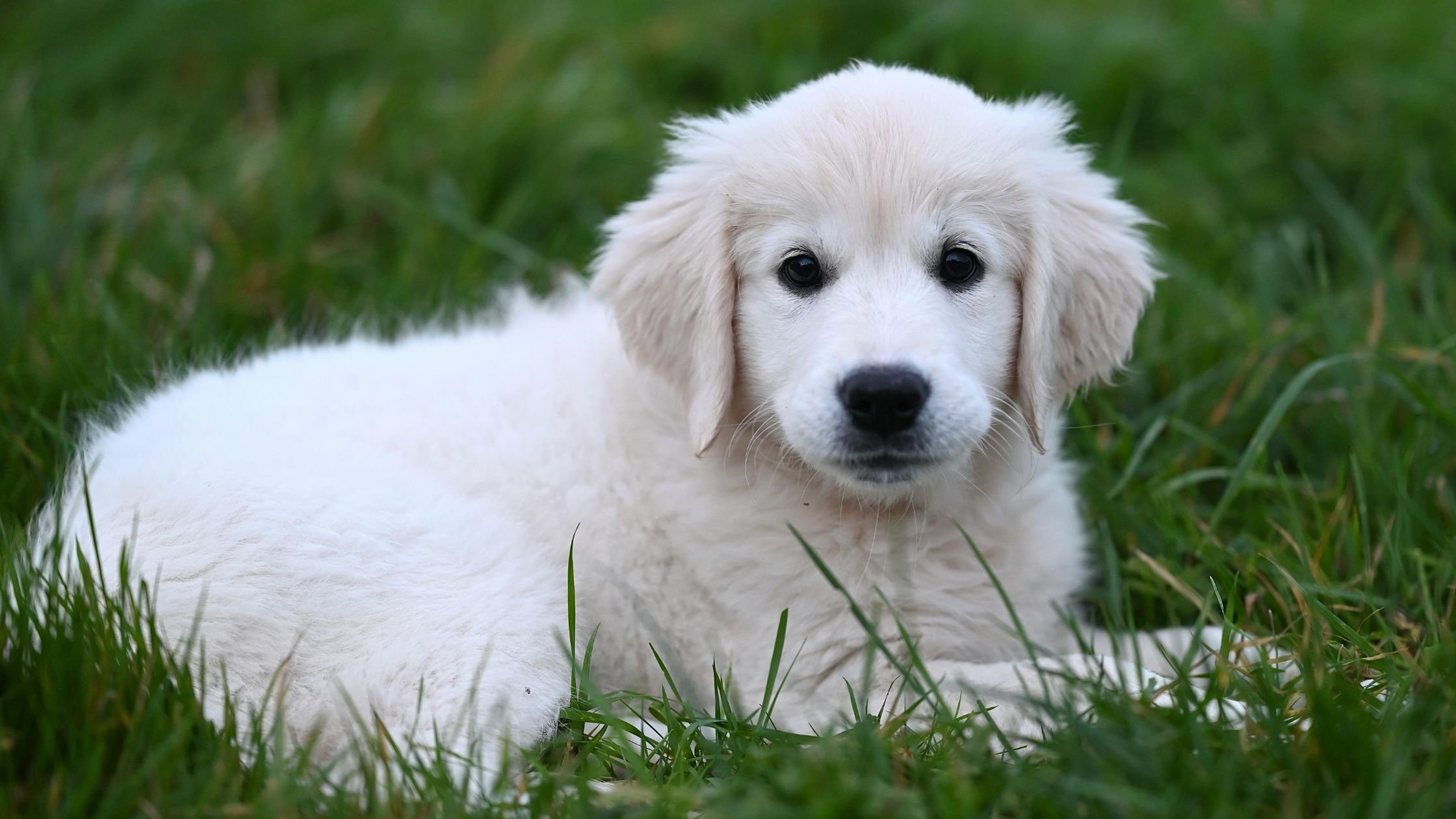 Hoeveel kost een puppy in 2026?