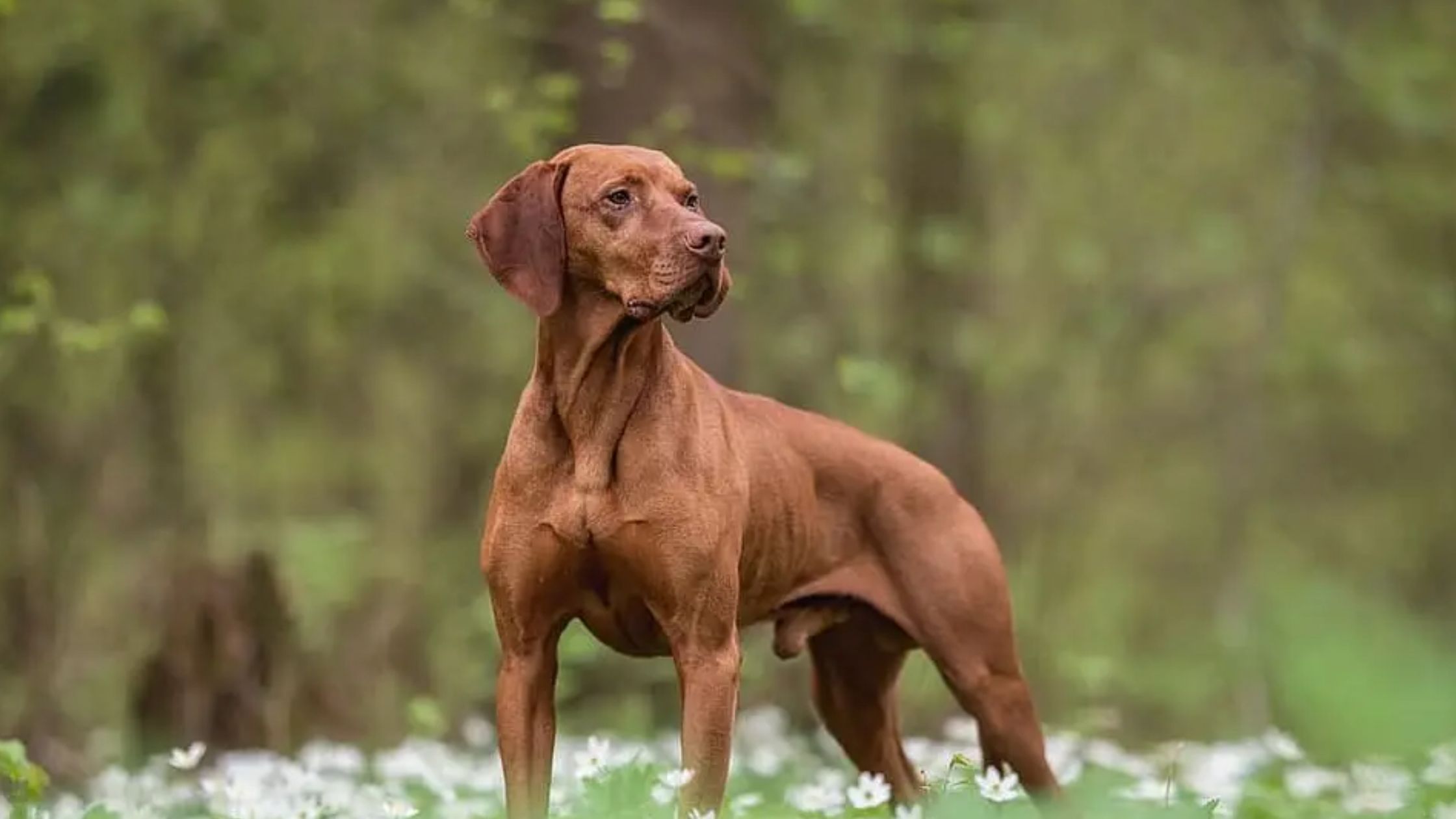 Wat kost een Vizsla?