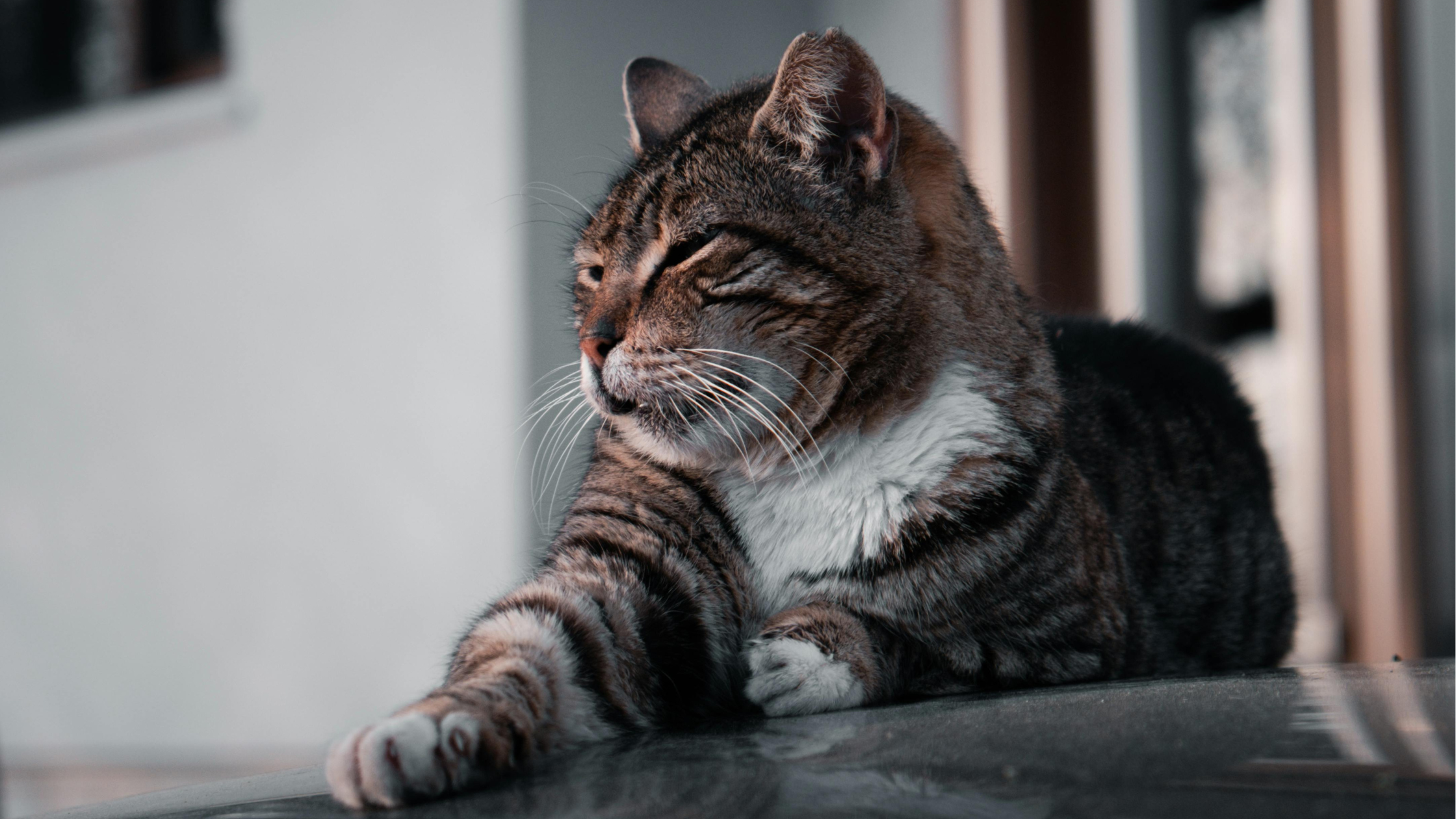 Bloedarmoede kat