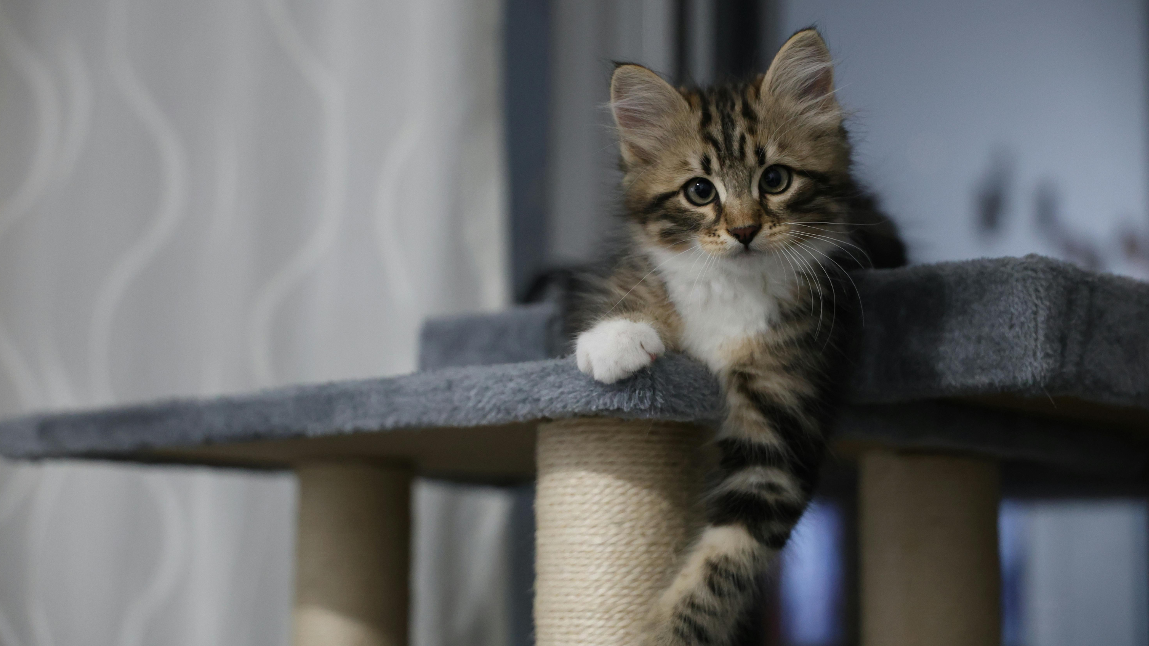 Hoe lang mag je je kat alleen thuislaten?