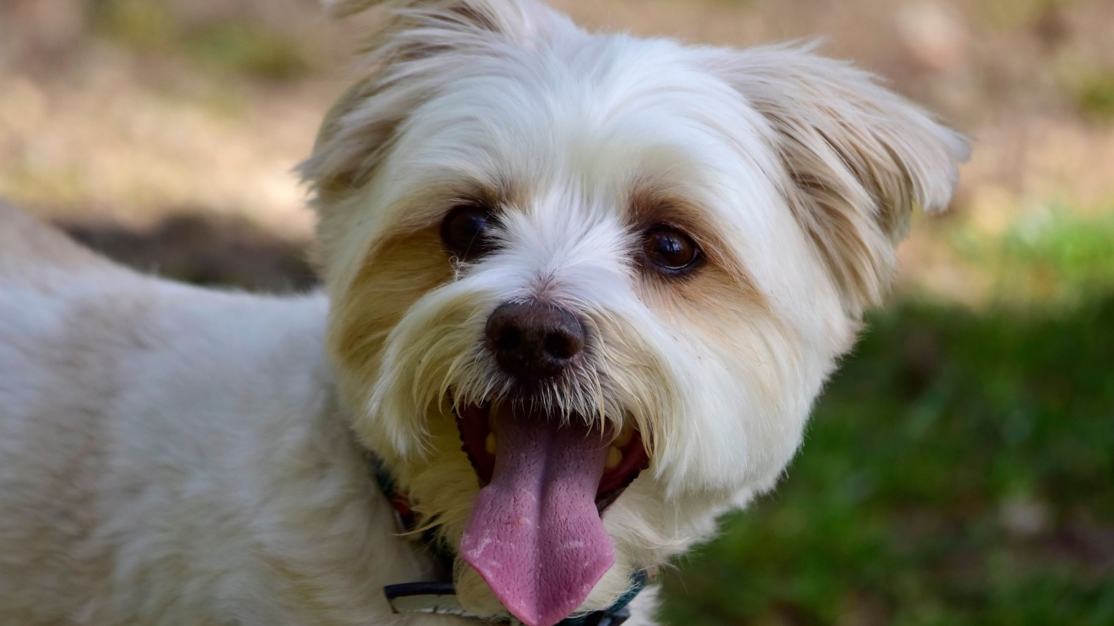 Hond stinkt uit bek: oorzaken, oplossingen en wanneer naar de dierenarts?