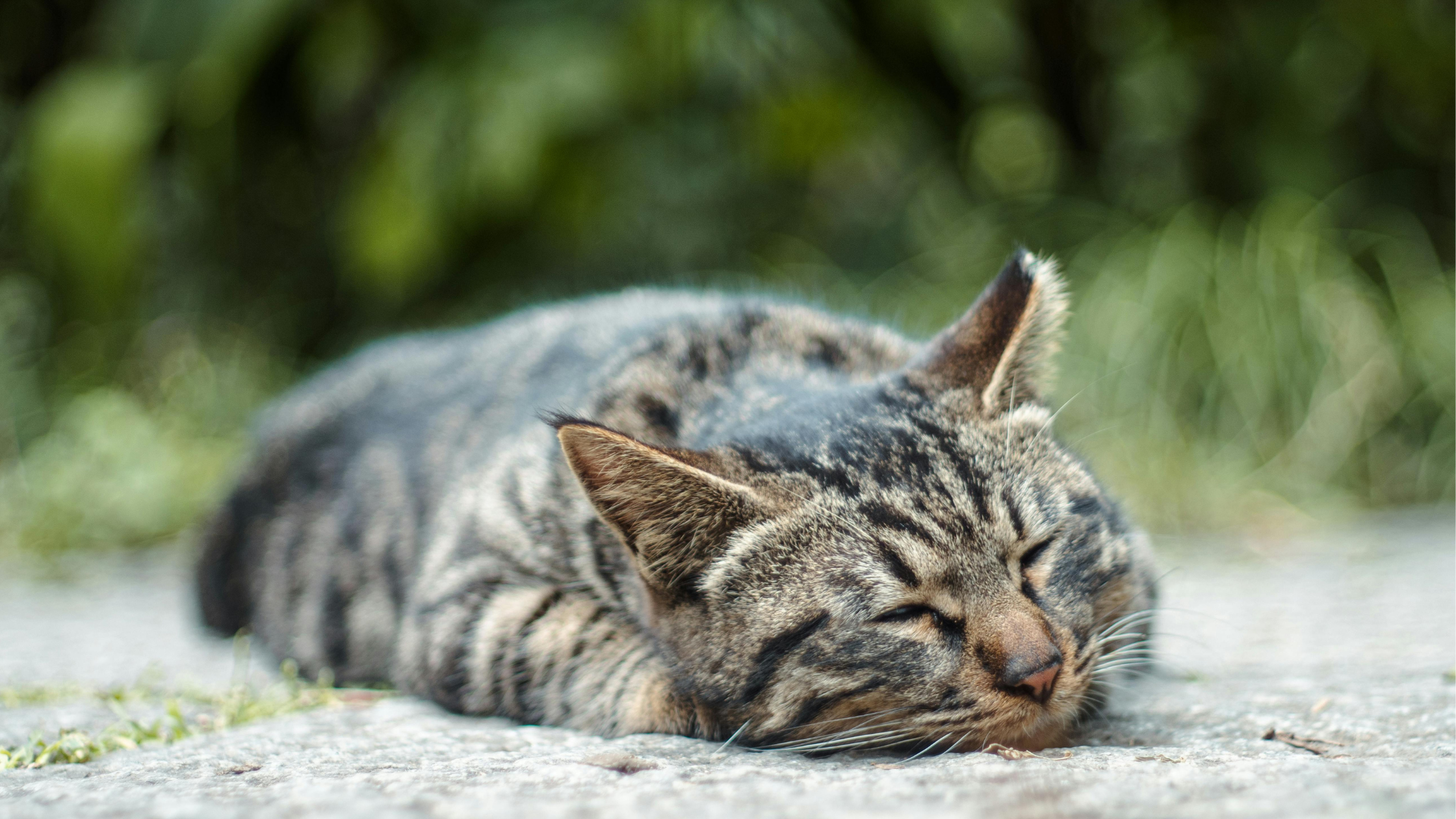 Lusteloosheid bij katten