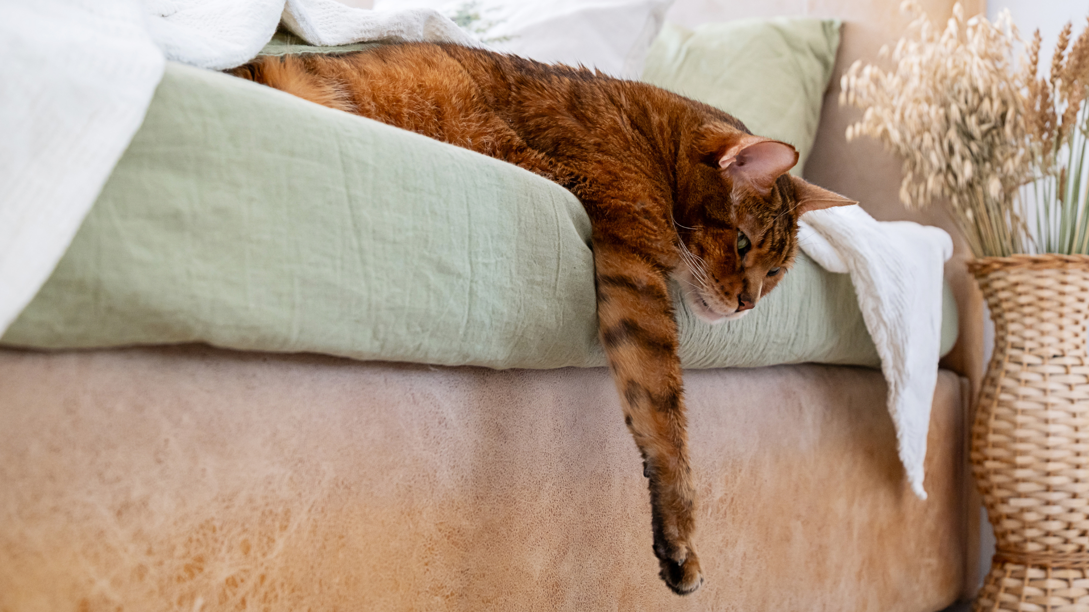 Kat is lusteloos. PetSecur