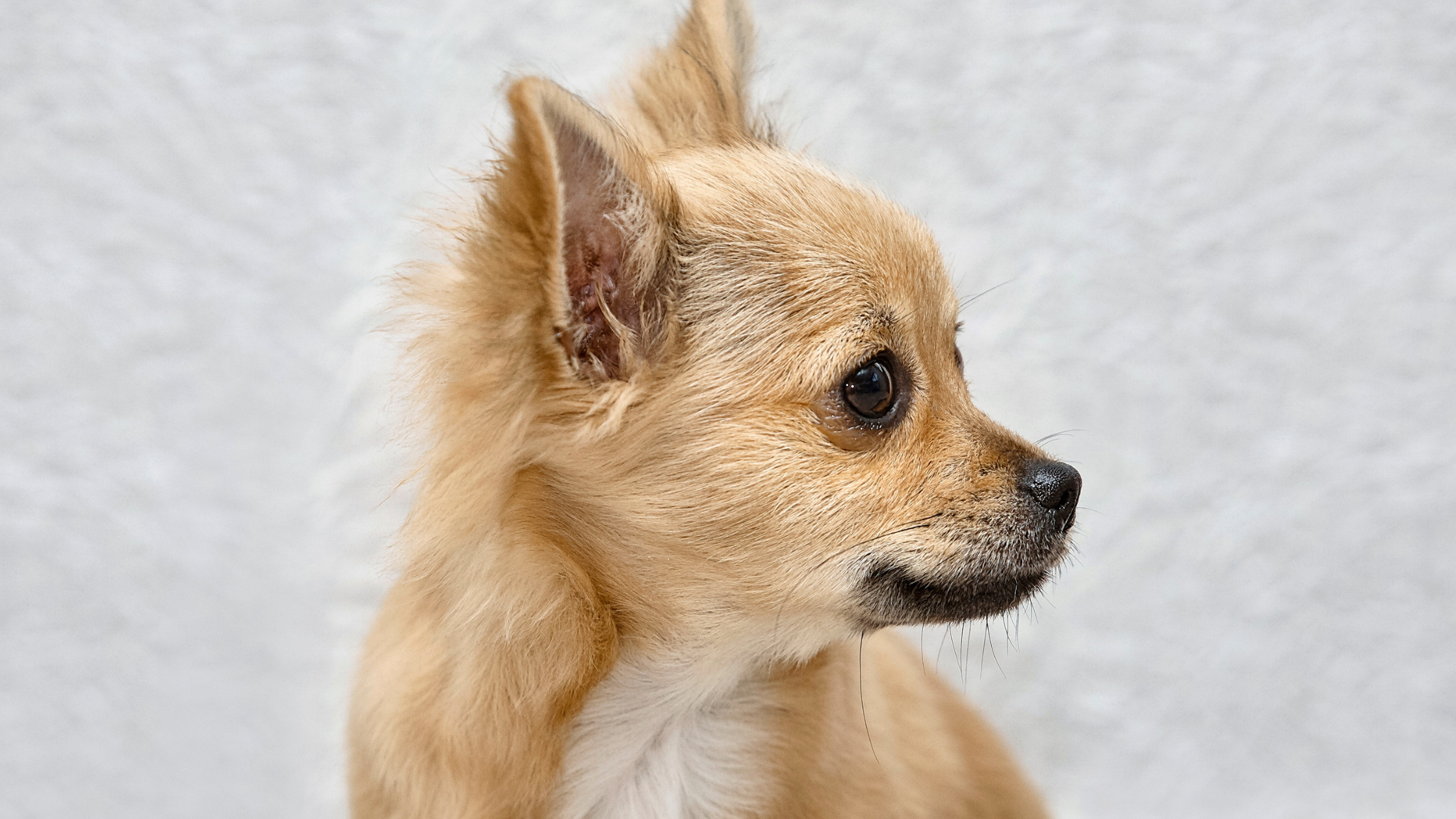 Een chihuahua met kleine schedel loopt meer risico op de erfelijke aandoening Chiari Malformatie (CM) en Syringomyelie (SM). PetSecur
