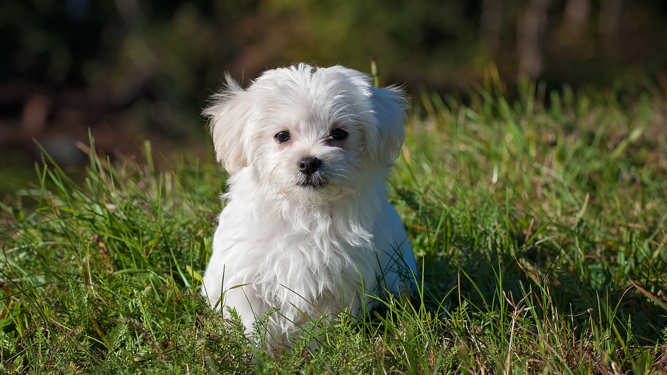 Maltezer Leeuwtje pup. PetSecur
