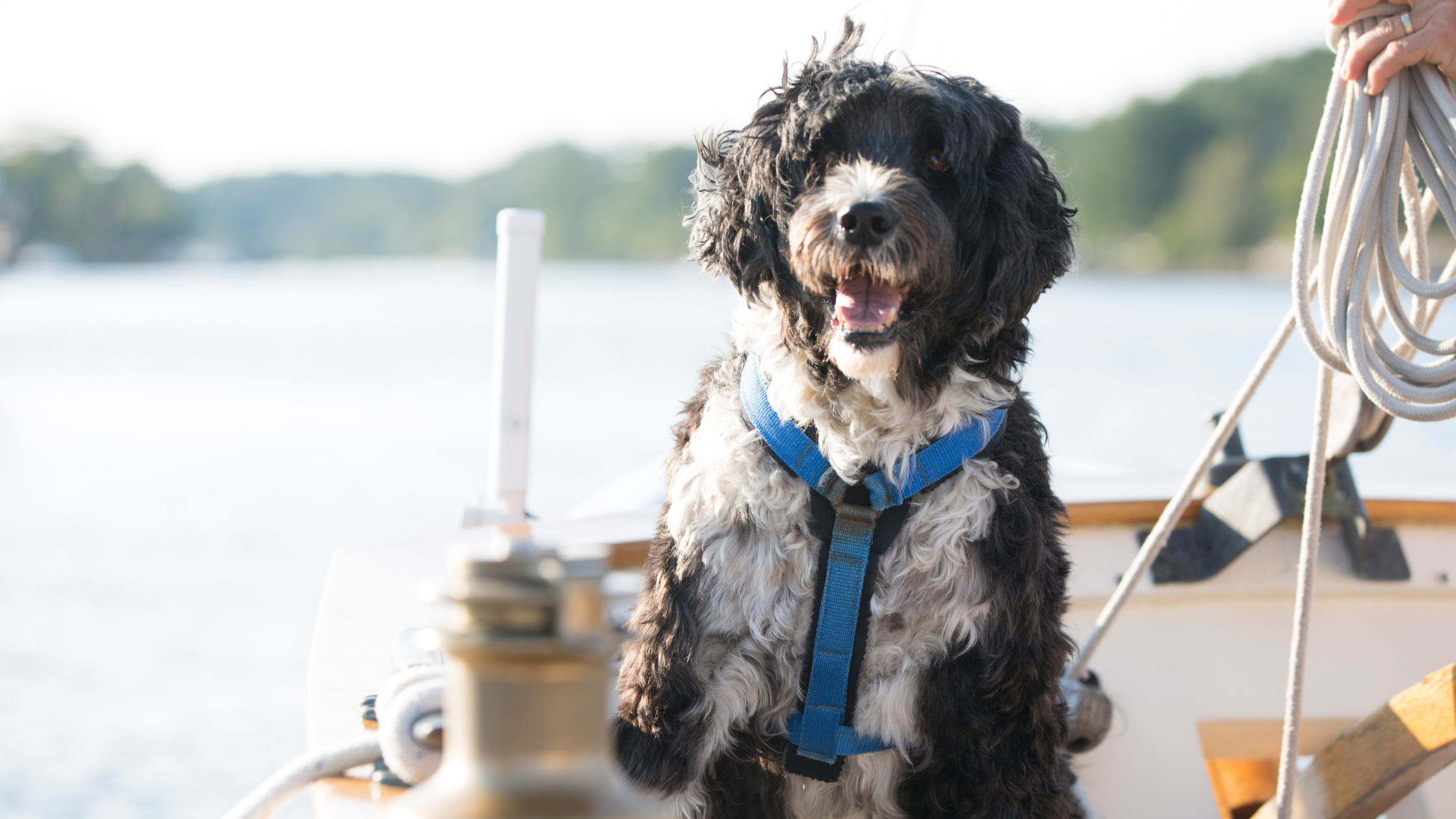Wat kost een Portugese Waterhond?