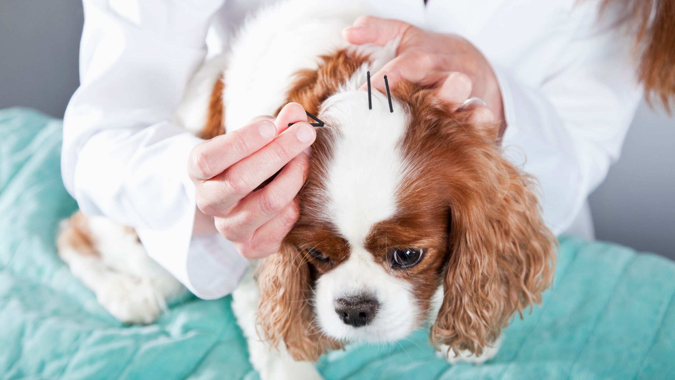 Acupunctuur bij je hond: wat is het en wanneer helpt het?
