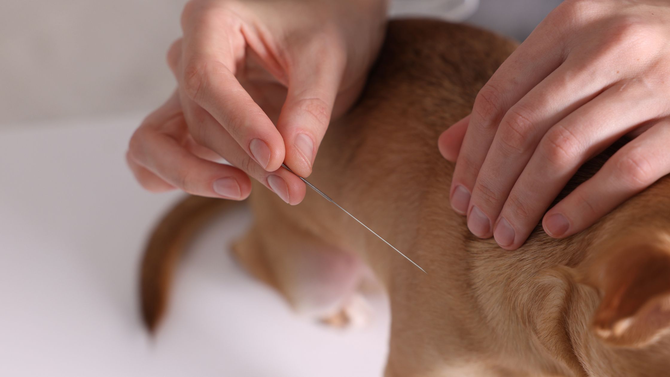 Acupunctuur bij je kat: wat is het en wanneer kan het helpen?