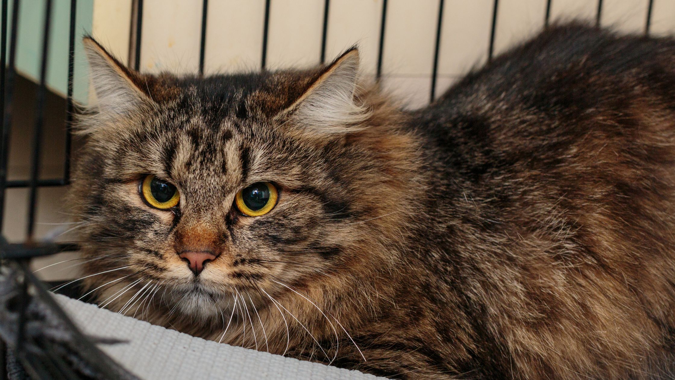 PetSecur steunt Dierenasiel Hoorn met sponsoring