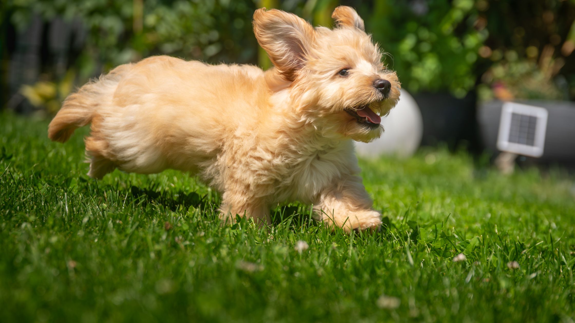 Grasaren bij honden: dit moet je weten