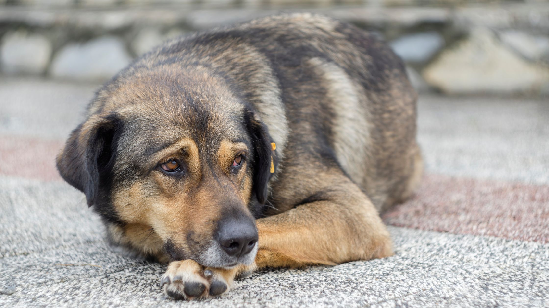 Hoe herken je pijn bij je hond?