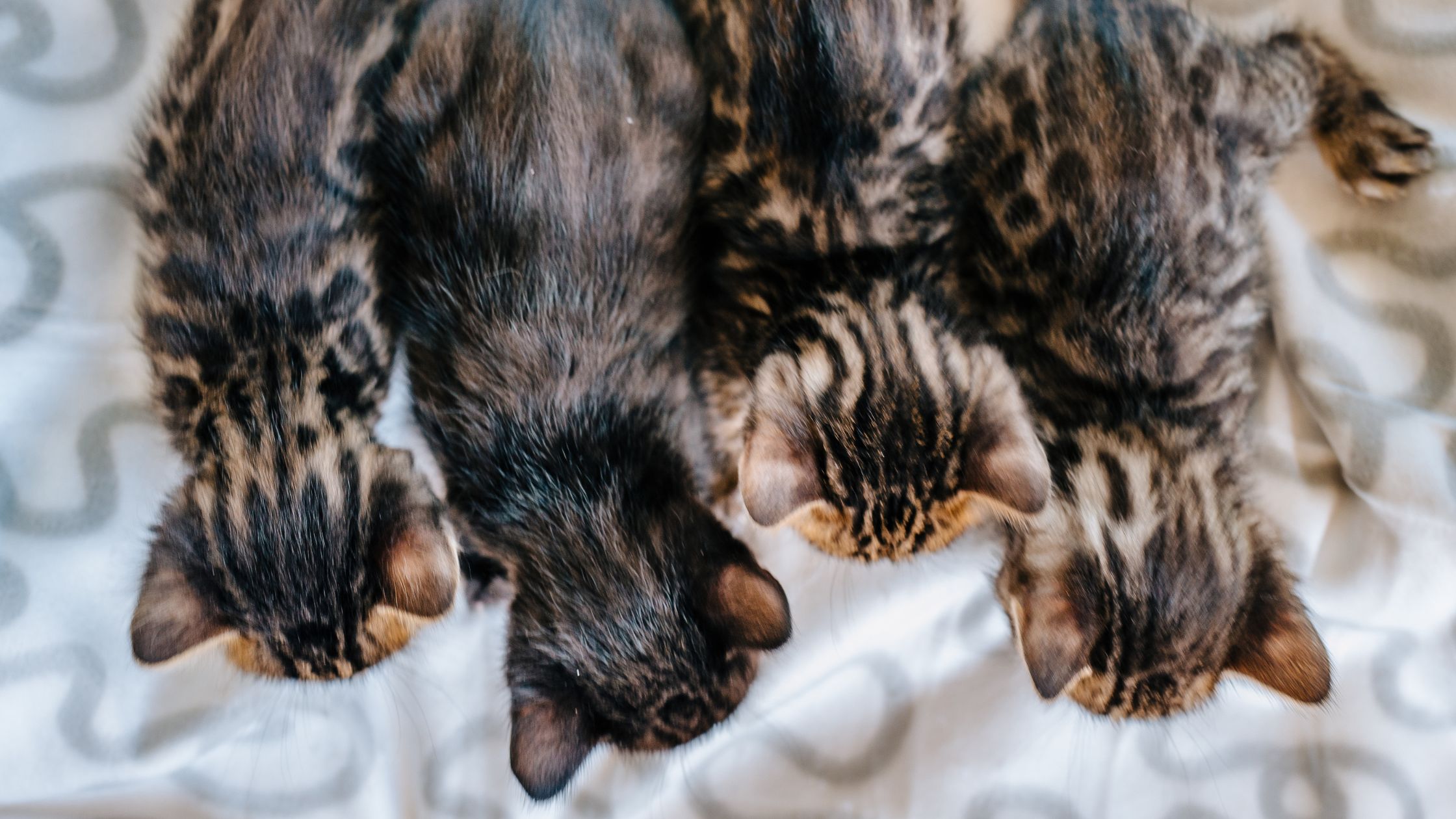 Hoe lang is een kat zwanger?