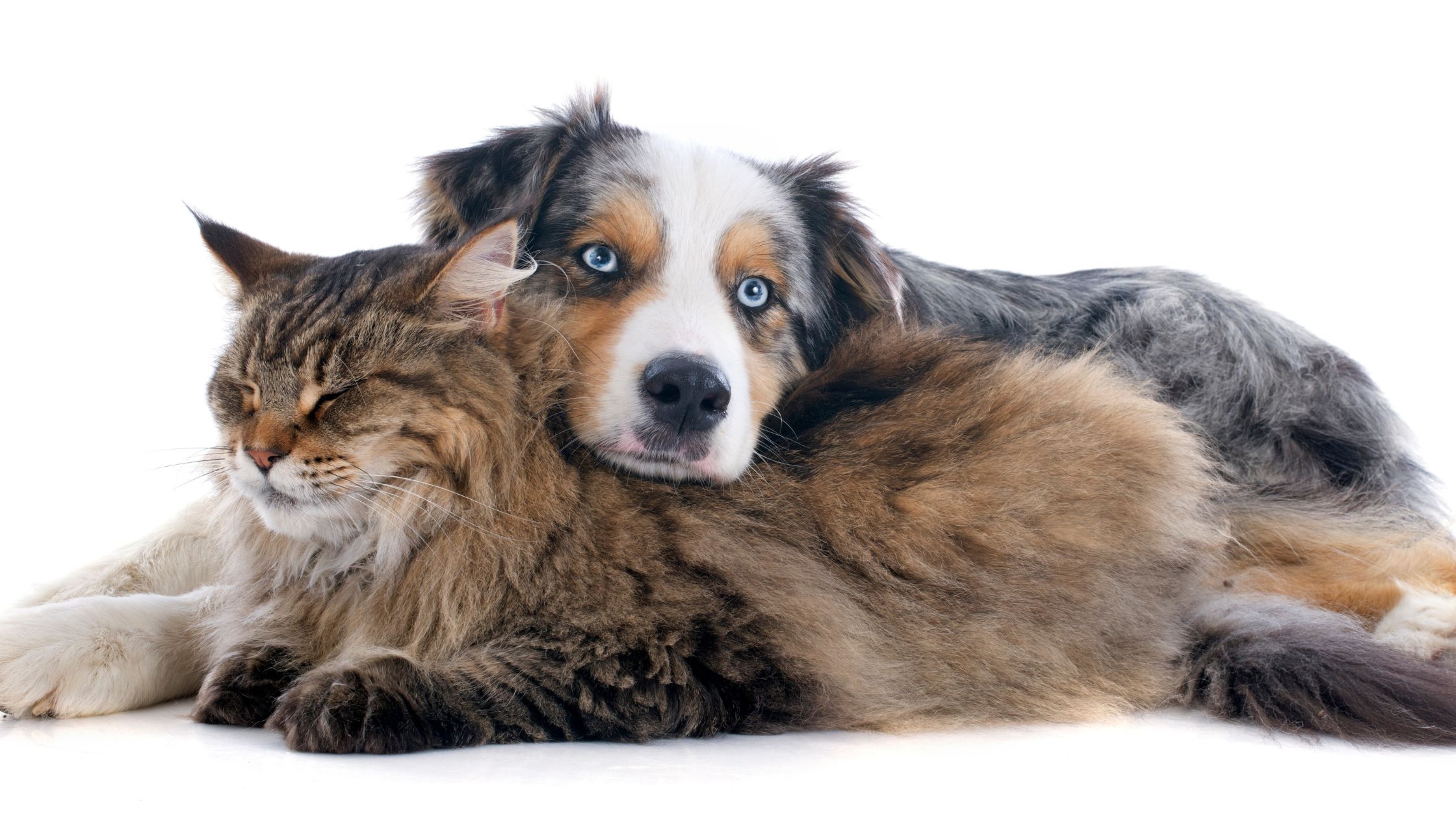 Huisdieren in Nederland: waarom een hond of kat je gelukkiger maakt