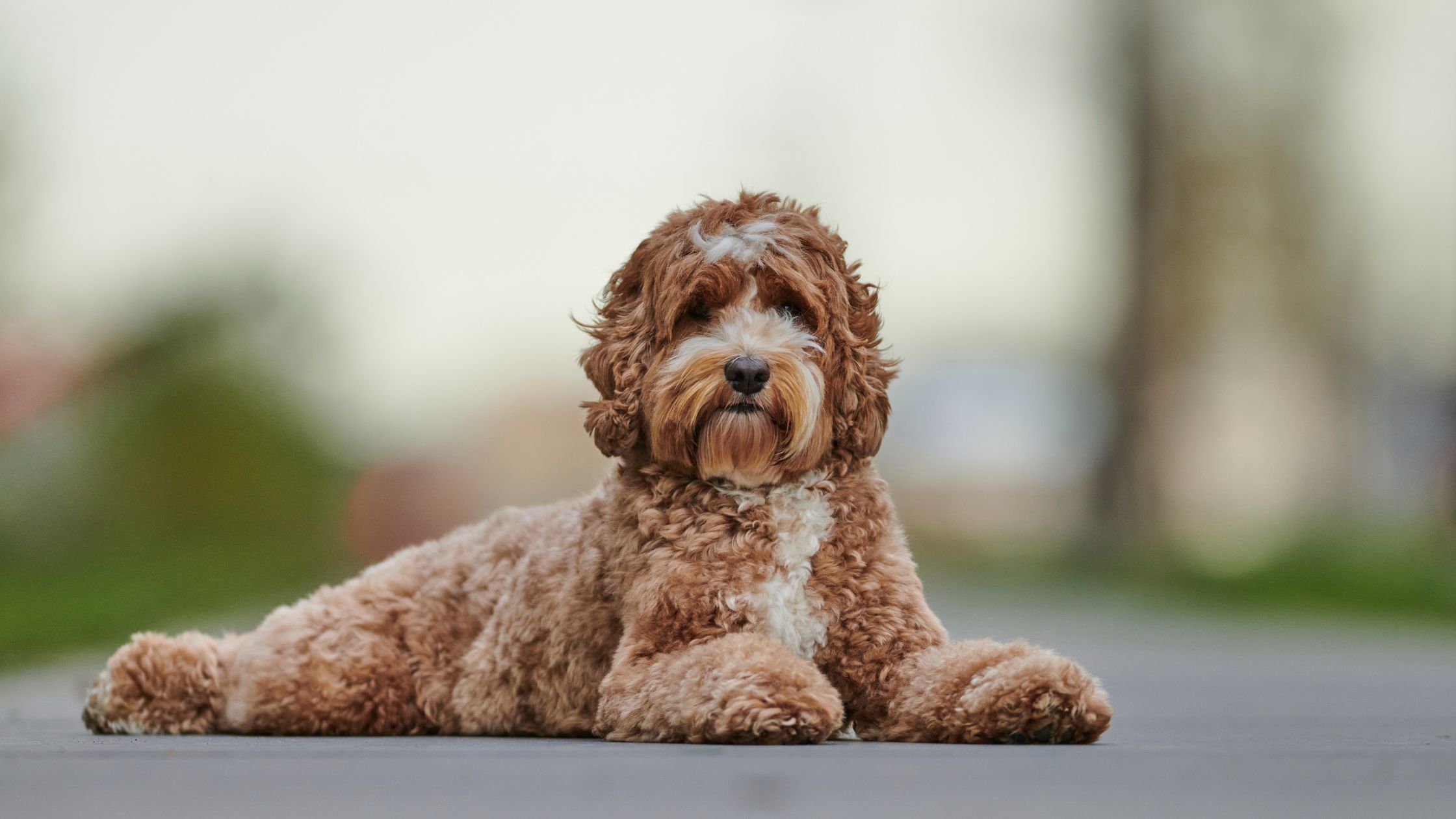 Ook bij doodle-honden moet je investeren in opvoeding