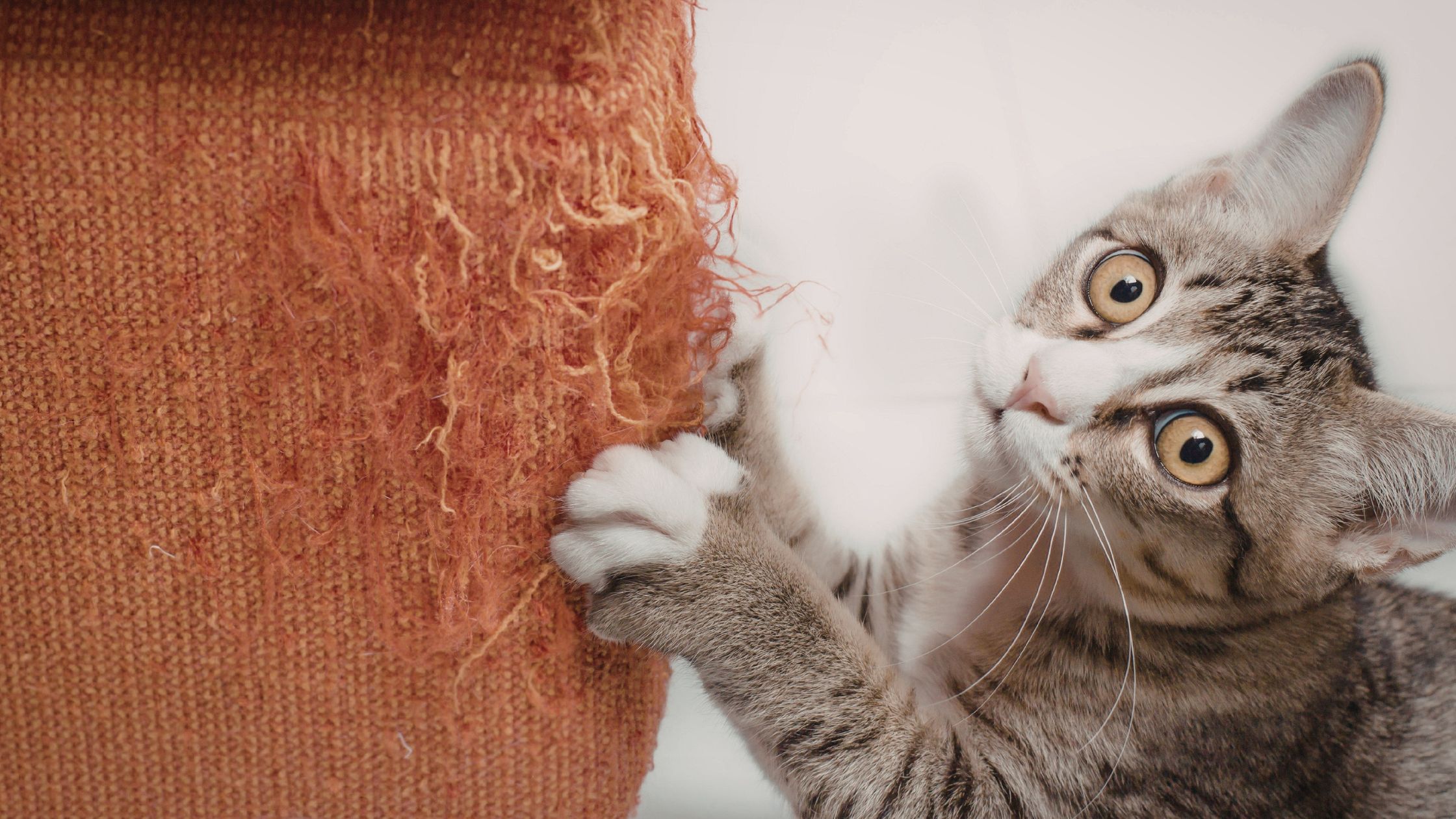 Wat heb je allemaal nodig voor je kitten?