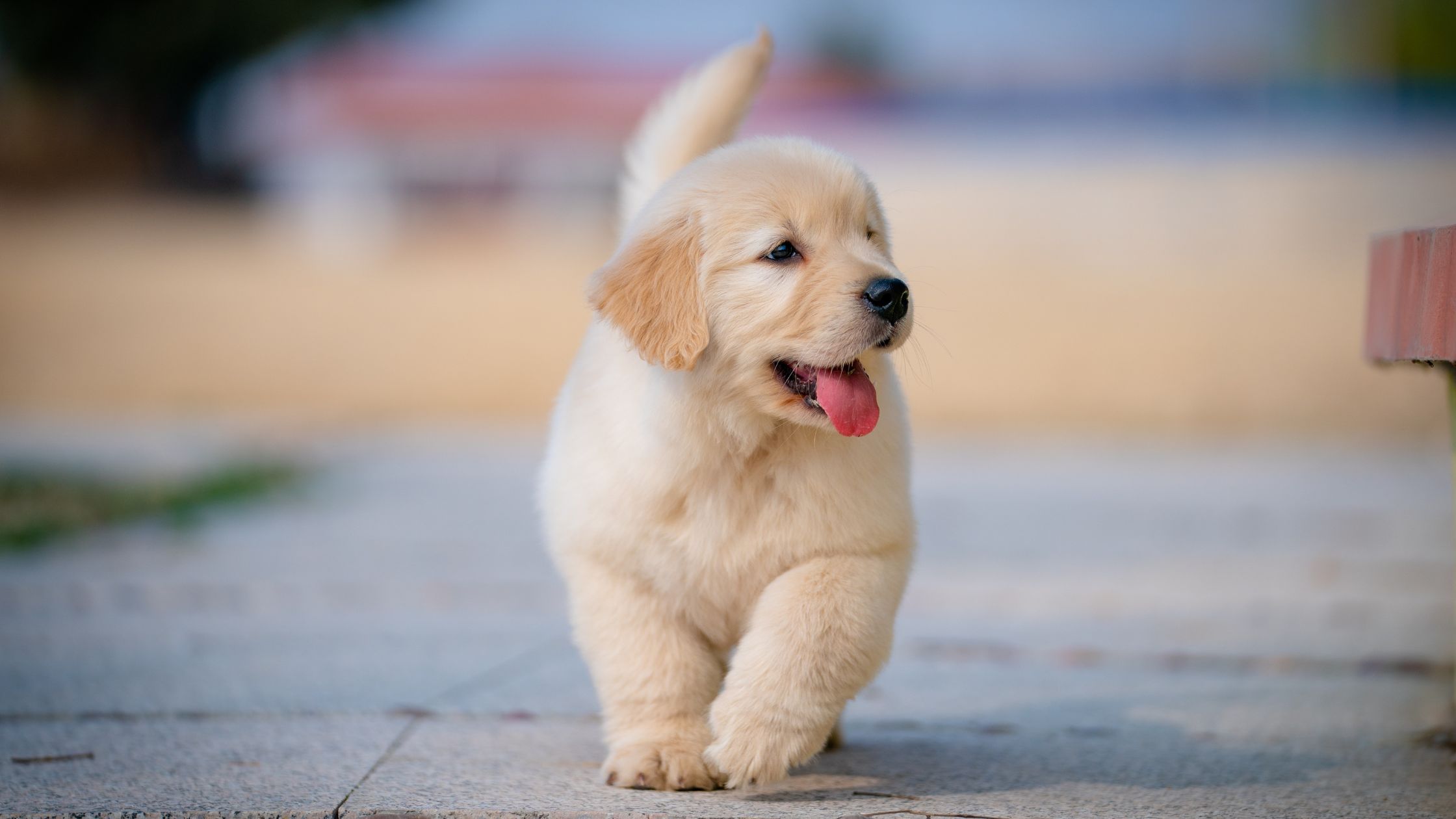 Wat heb je allemaal nodig voor je puppy?