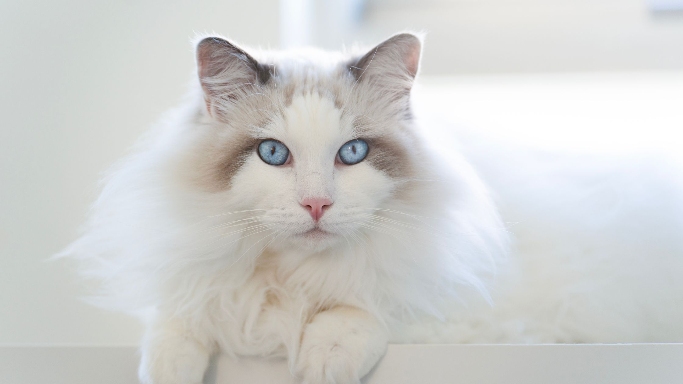 Welke kat is het liefste? Ontdek de meest aanhankelijke kattenrassen
