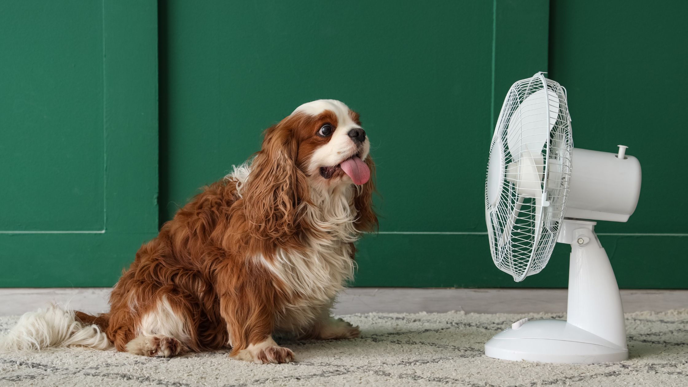 Beste koelmat voor honden: onze tips voor een koele zomer