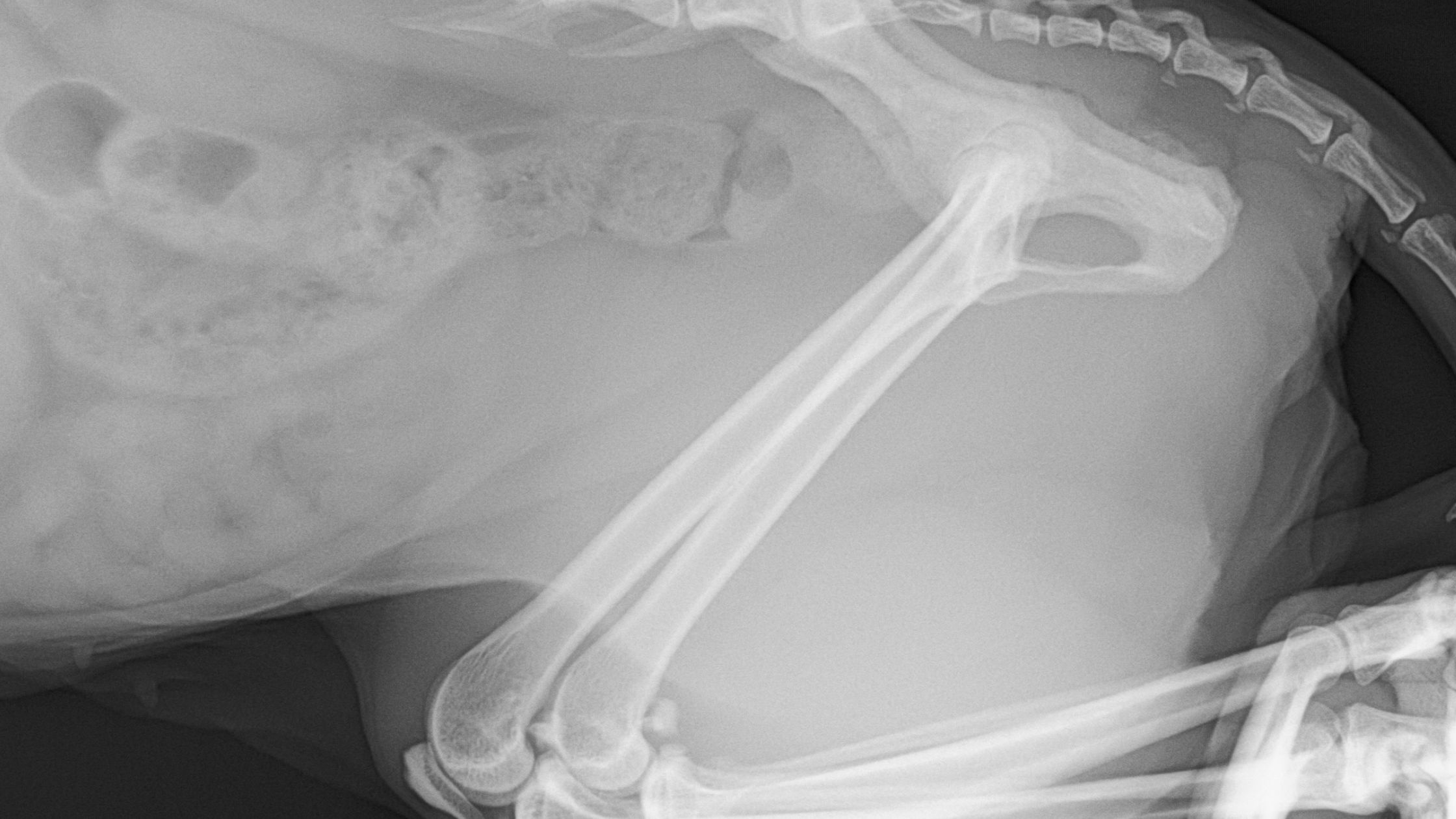 Bestraling bij katten PetSecur