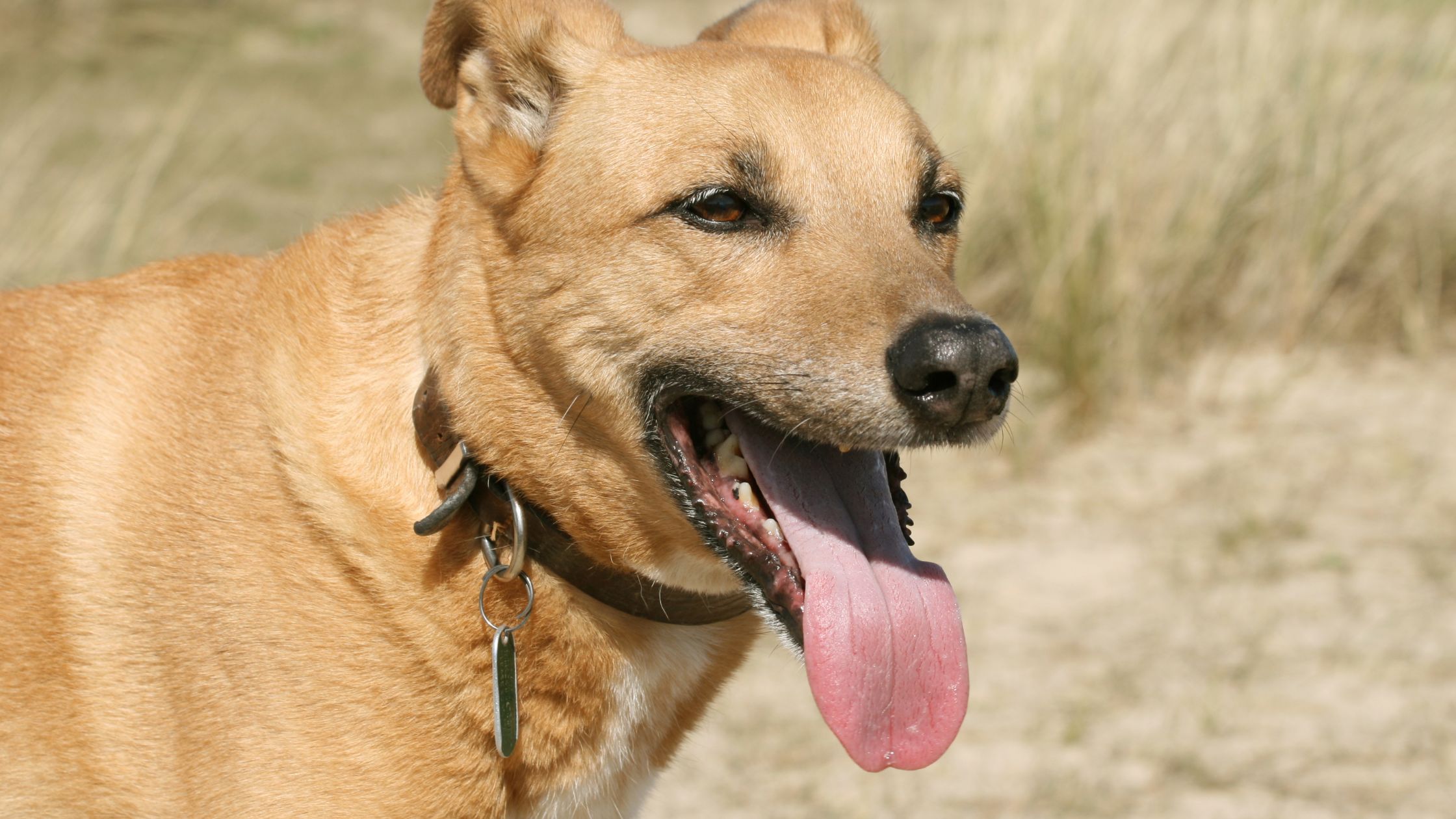 Hitteberoerte bij honden herkennen: zo voorkom je levensgevaarlijke oververhitting