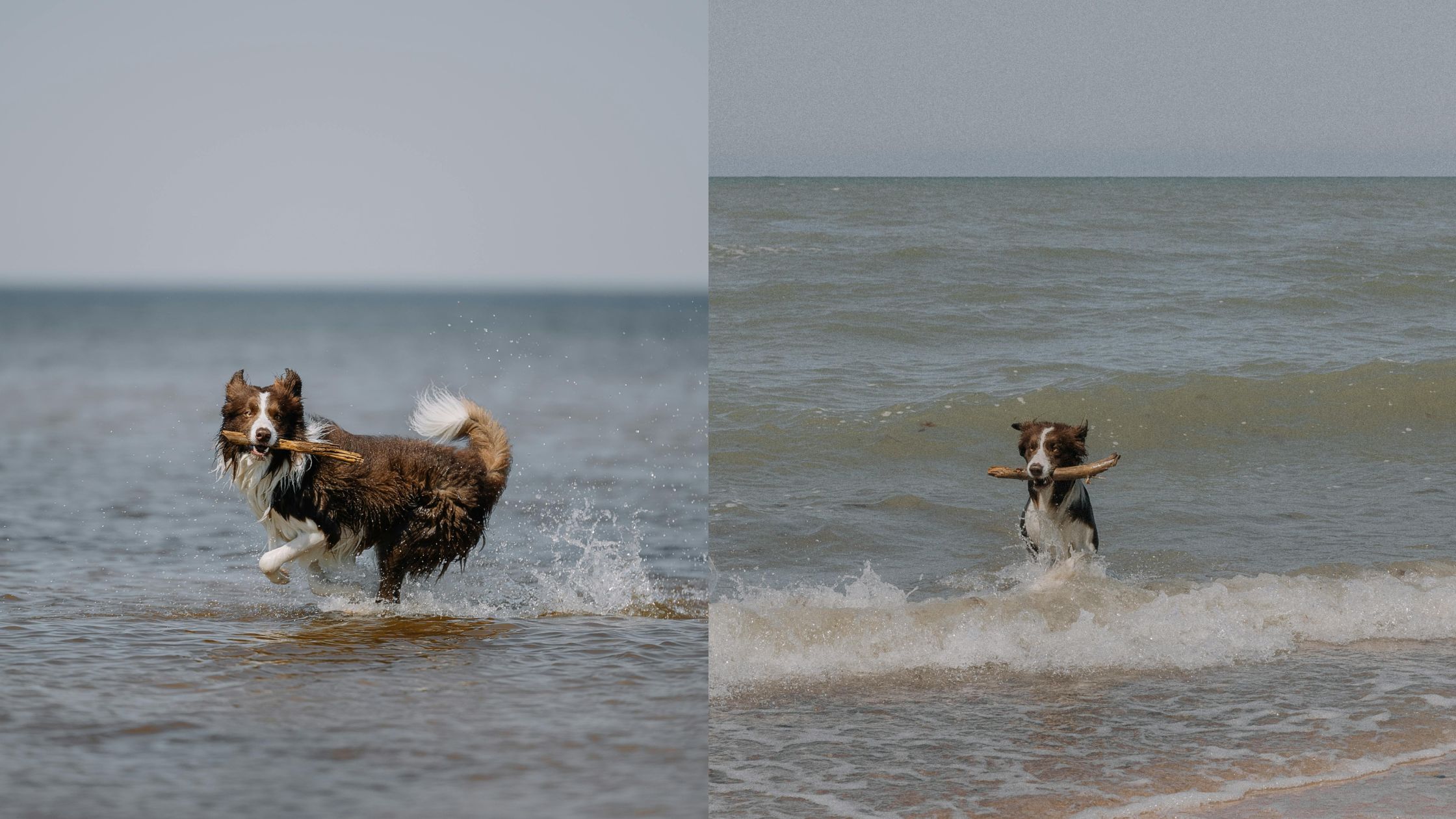 Hotel aan zee met je hond PetSecur