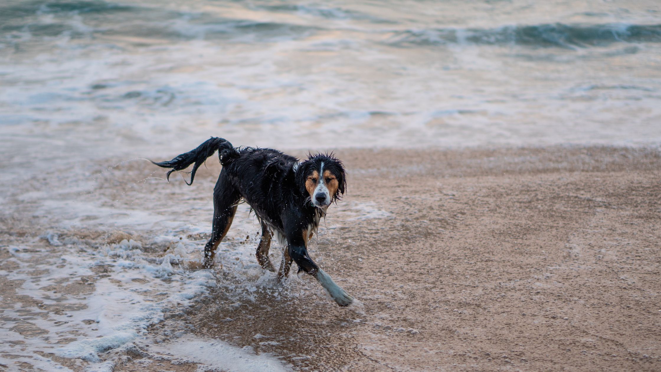 Hotel aan zee met je hond: genieten van een zorgeloze vakantie aan de kust