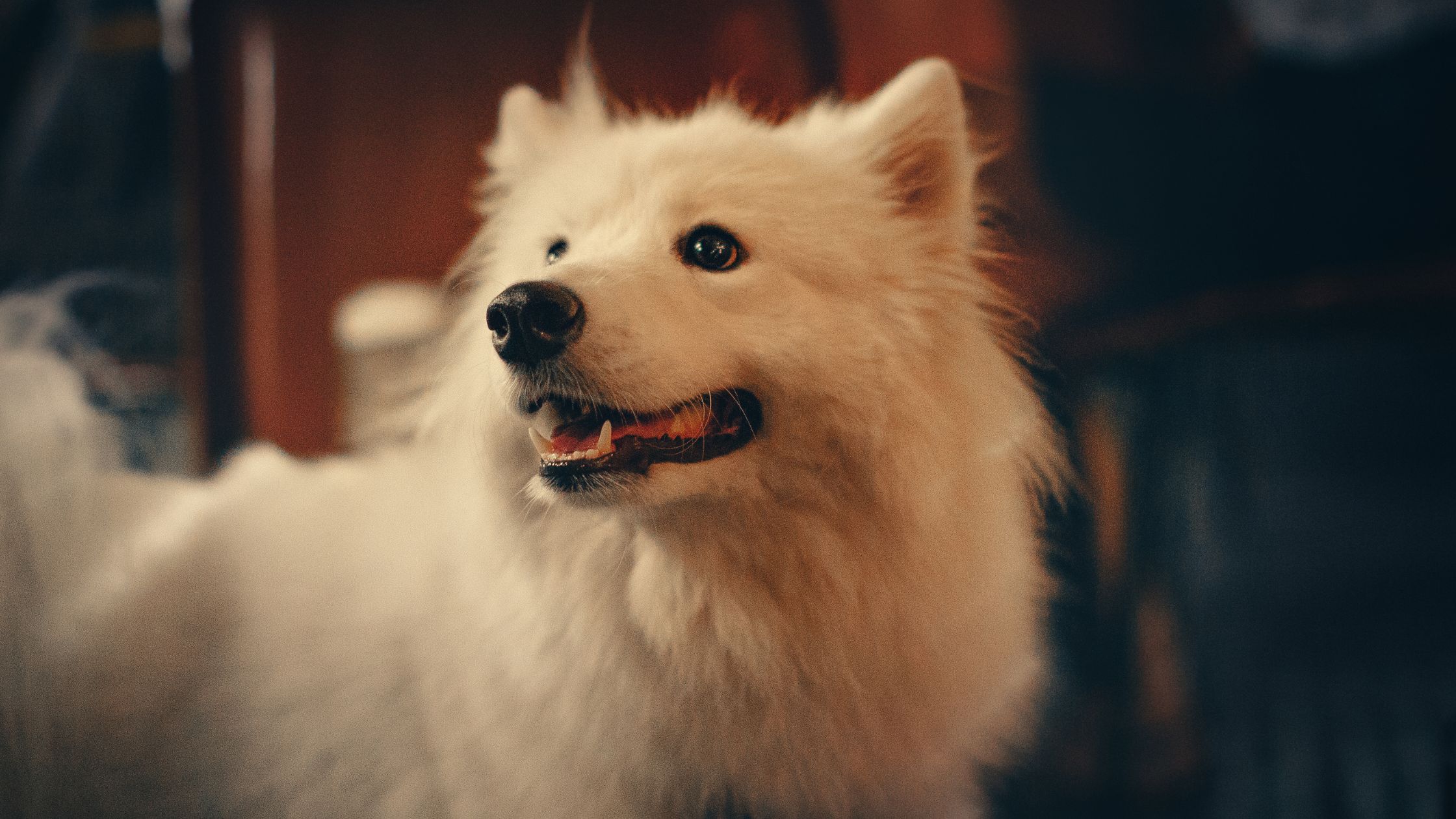 Klappertanden bij honden: wanneer is het onschuldig en wanneer niet?