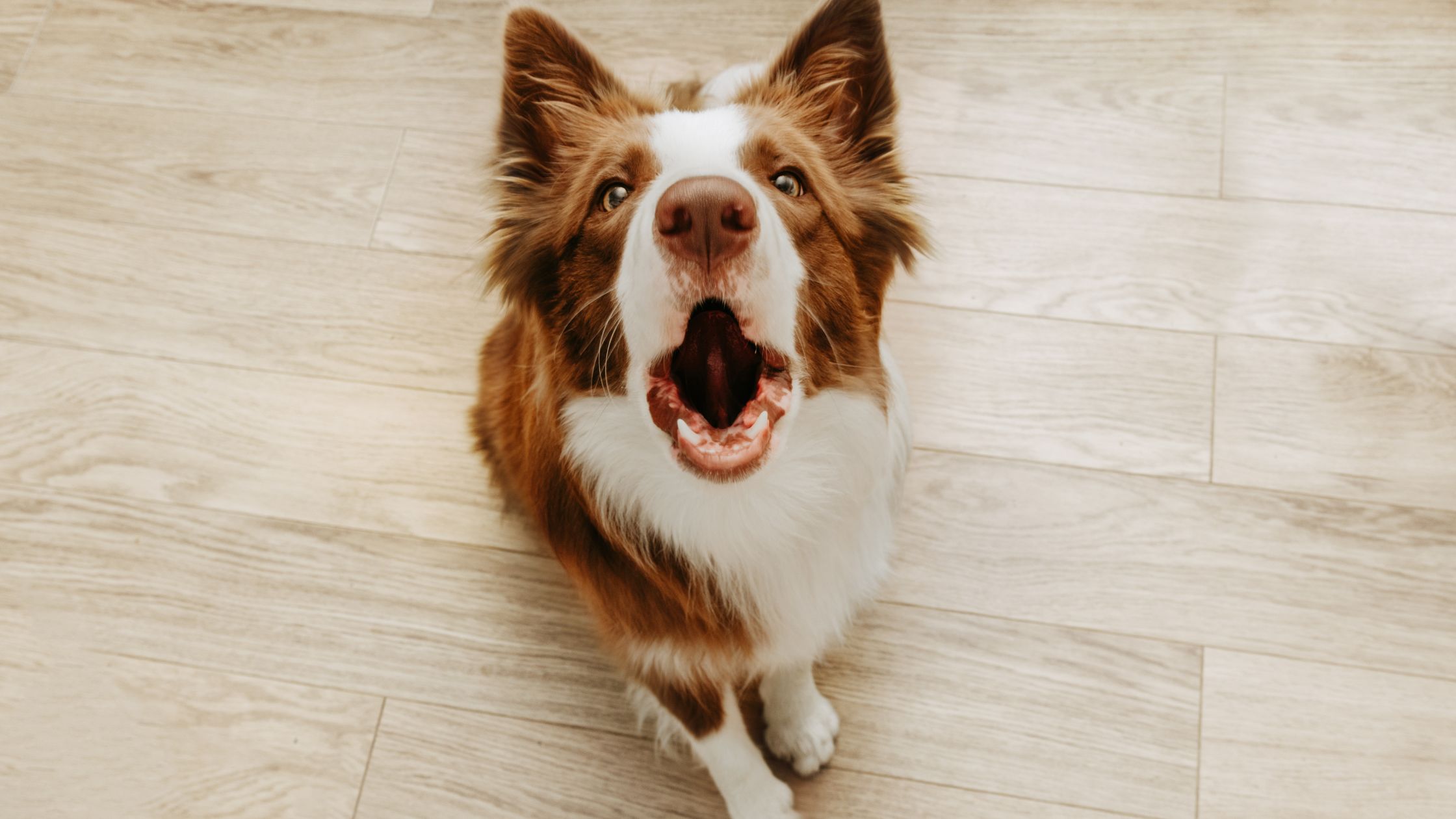 Verlatingsangst bij honden
