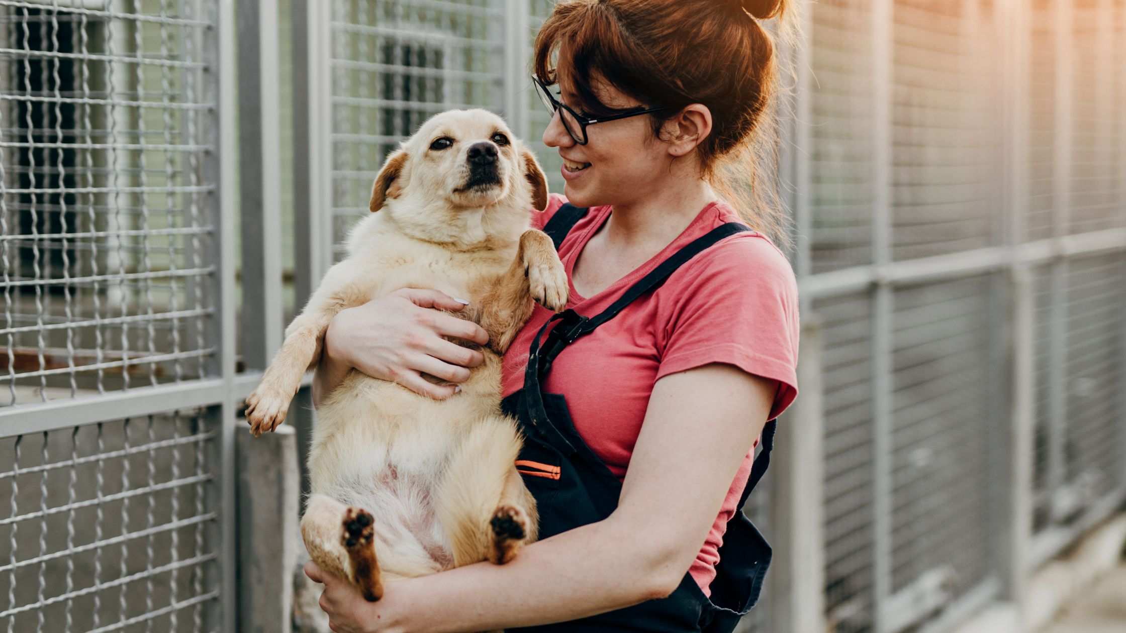 Dierenasielen steeds voller tijdens de zomermaanden